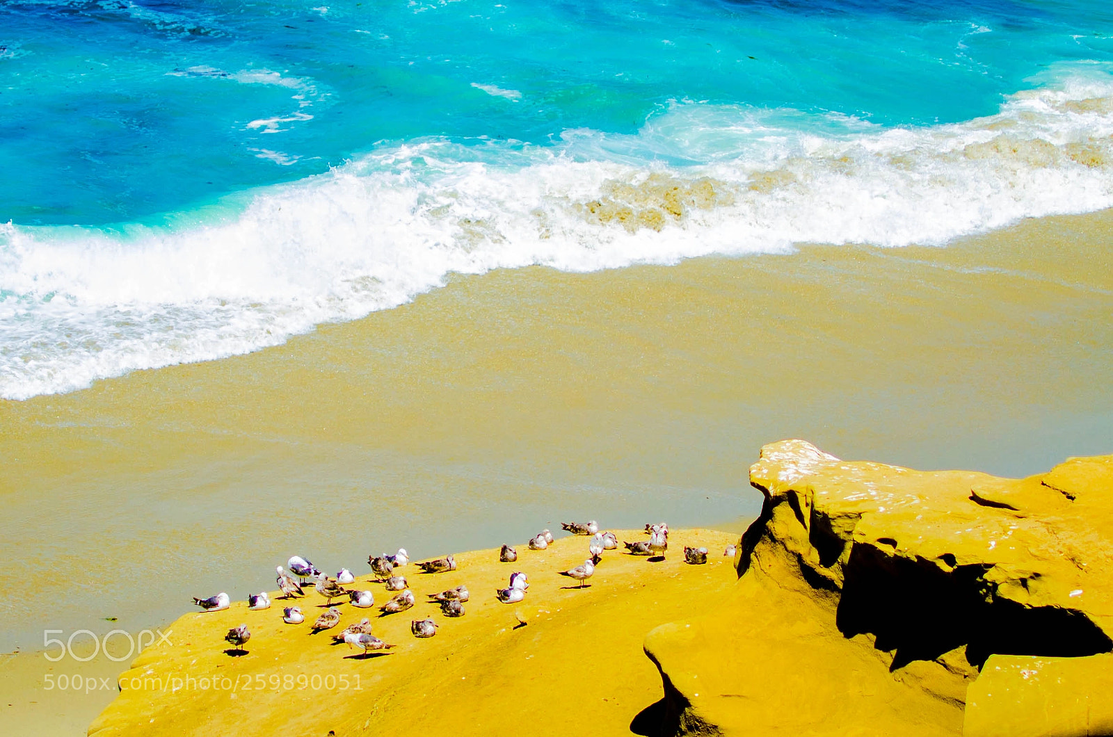 Nikon D5100 sample photo. Birds on beach photography