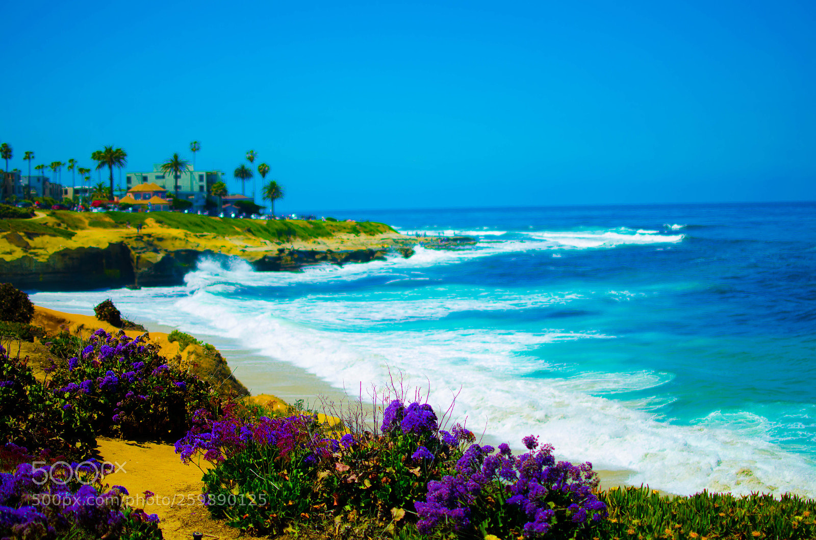 Nikon D5100 sample photo. Flowers & shore photography