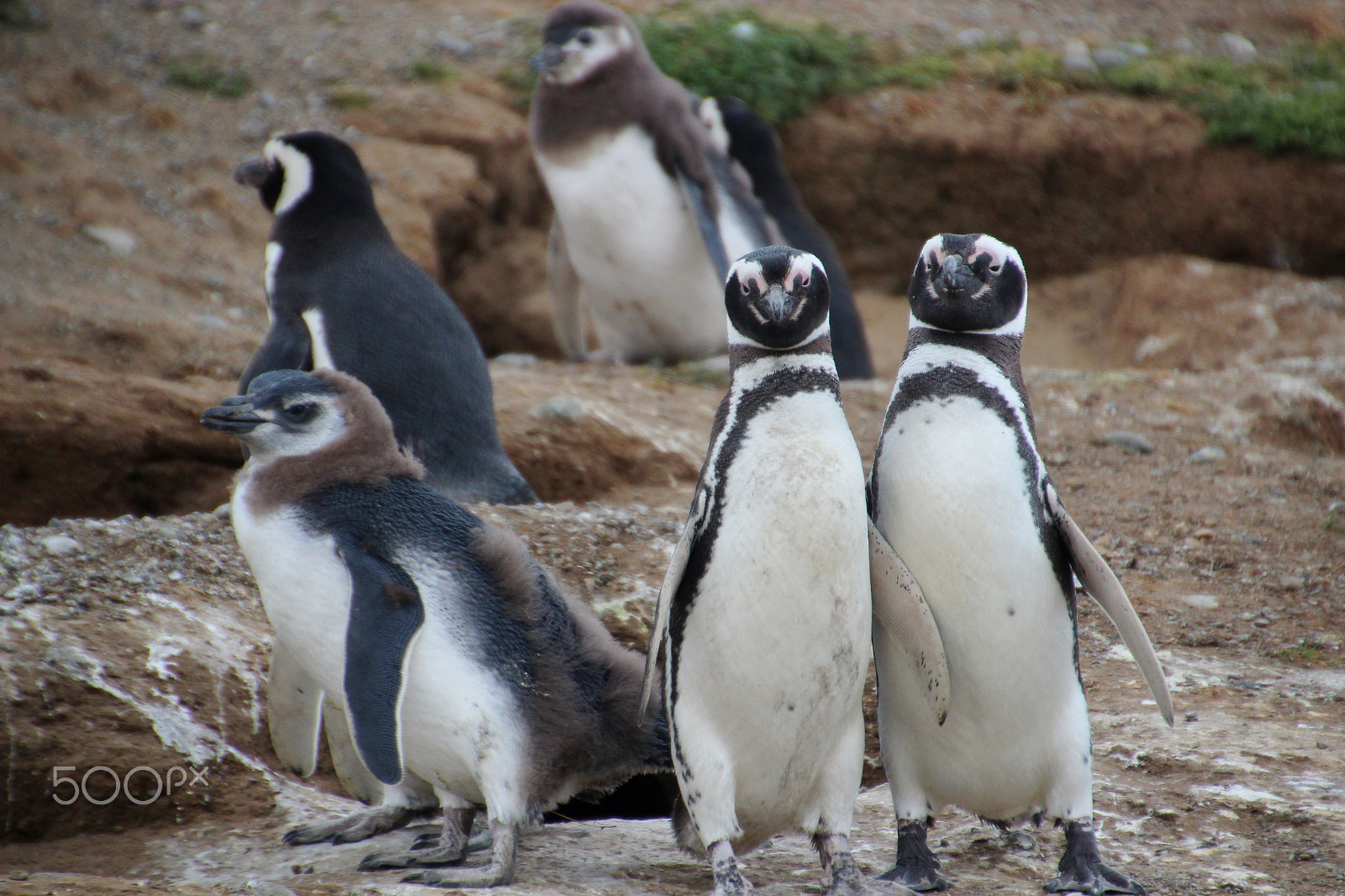 Canon EOS 600D (Rebel EOS T3i / EOS Kiss X5) sample photo. Magellanic penguins photography