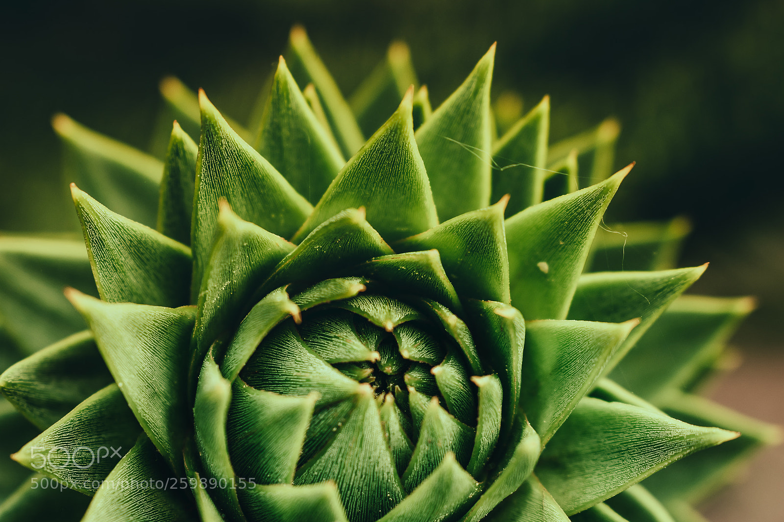 Nikon D3400 sample photo. Monkey puzzle photography