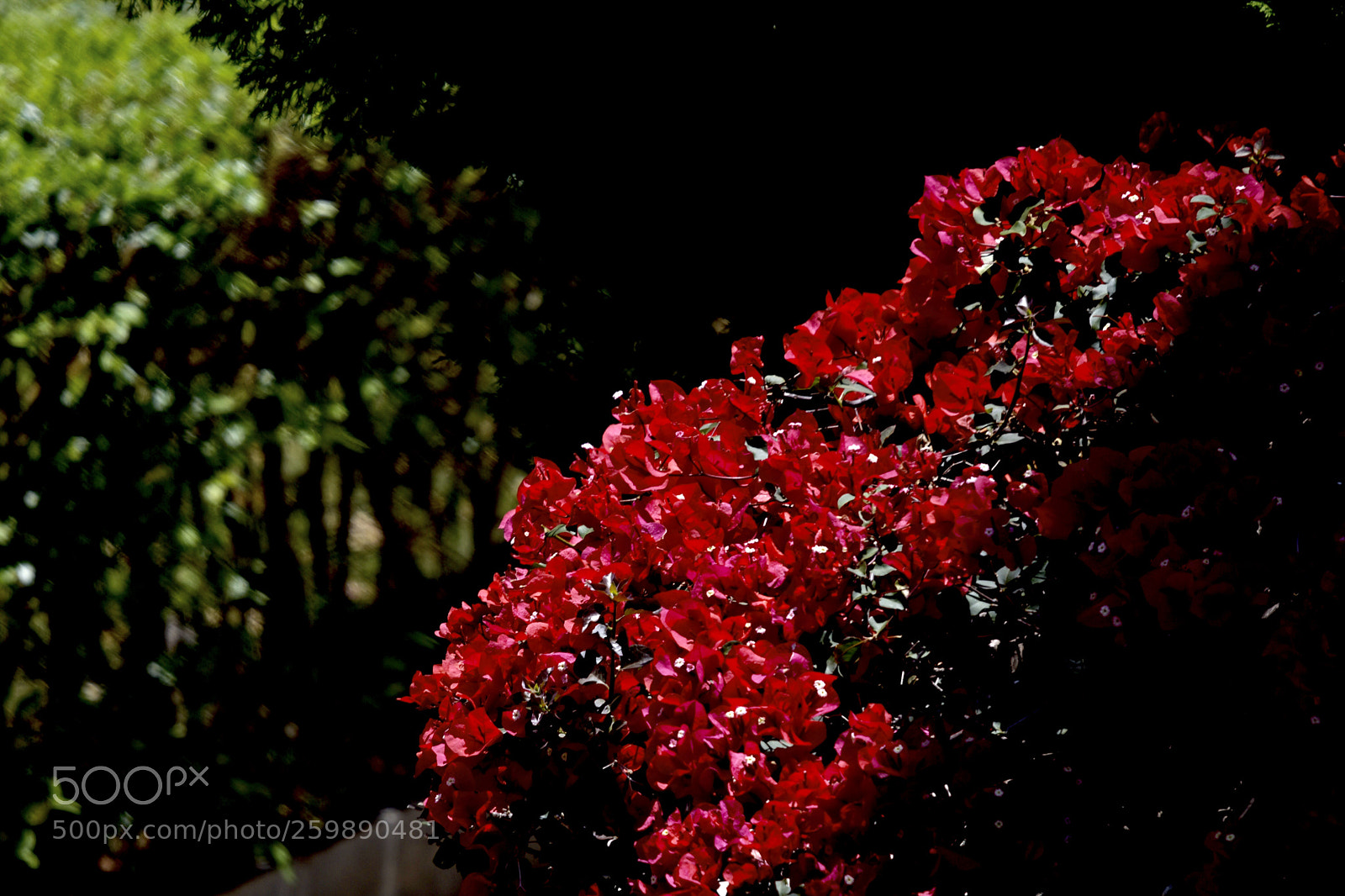 Nikon D7200 sample photo. Flowers photography