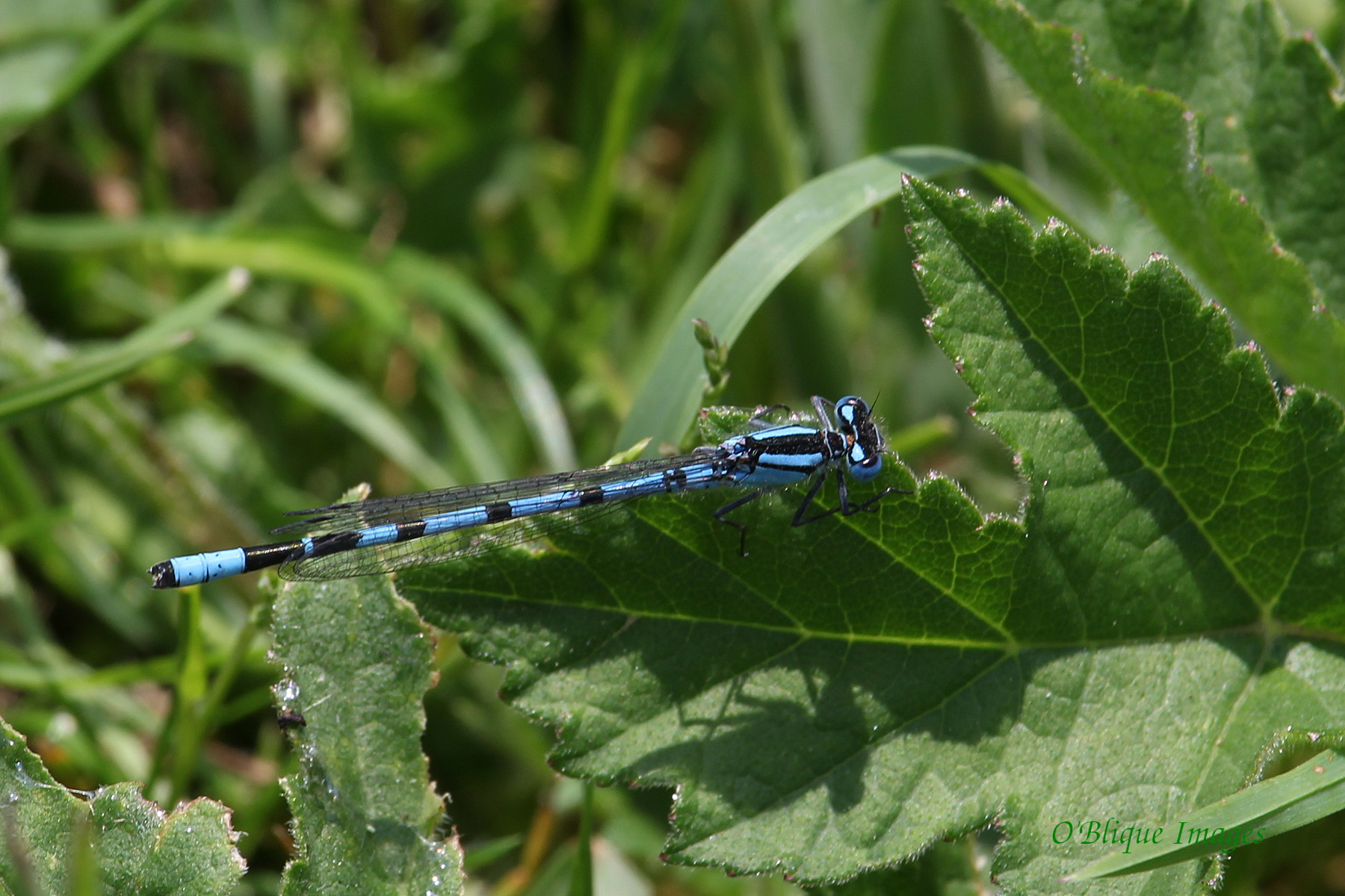Canon EF-S 55-250mm F4-5.6 IS STM sample photo. Common blue damselfly photography