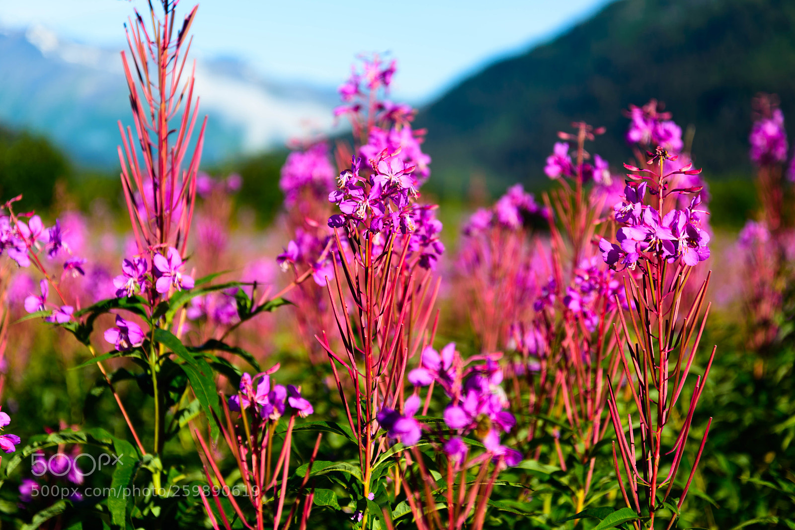 Nikon D600 sample photo. Fireweed photography