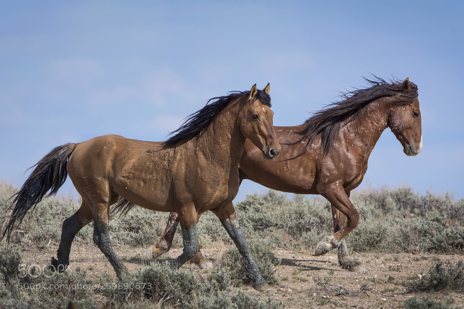 Nikon D7100 sample photo. Wild horses, sand wash photography