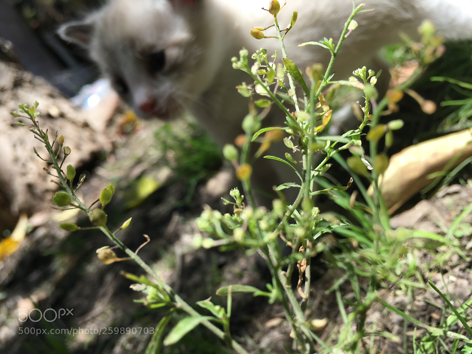 Apple iPhone SE sample photo. Cat photography