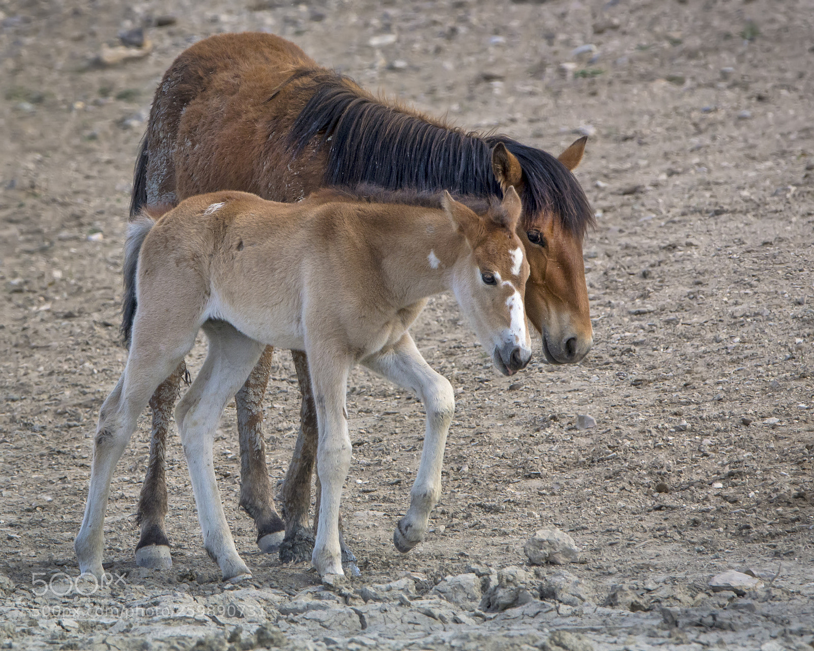 Nikon D7100 sample photo. A young foal stays photography