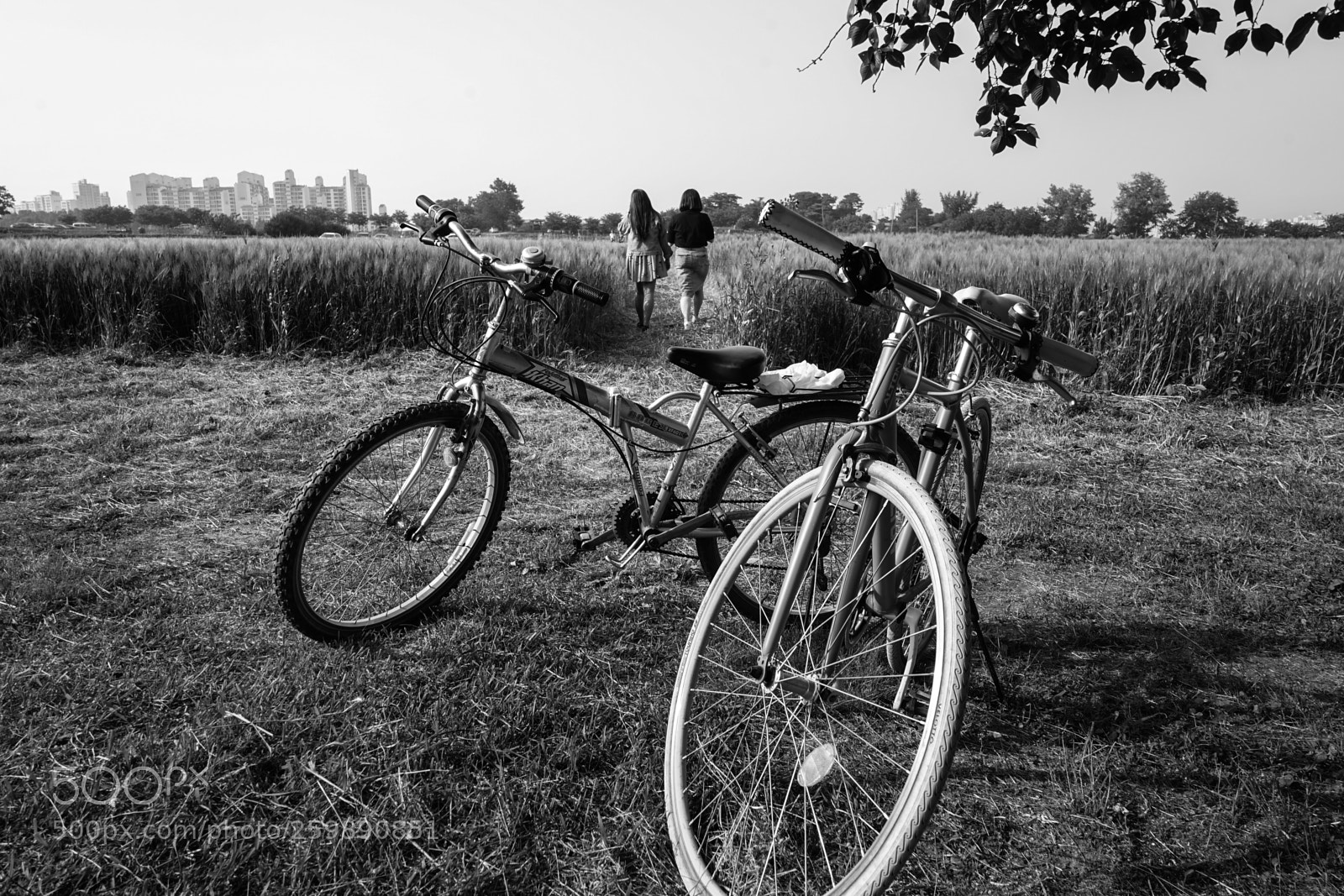 Sony a7 II sample photo. Dsc photography