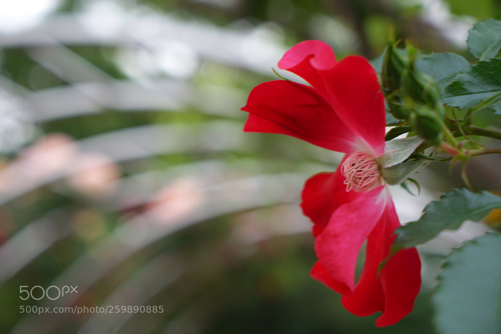 Sony a7 II sample photo. Dsc photography