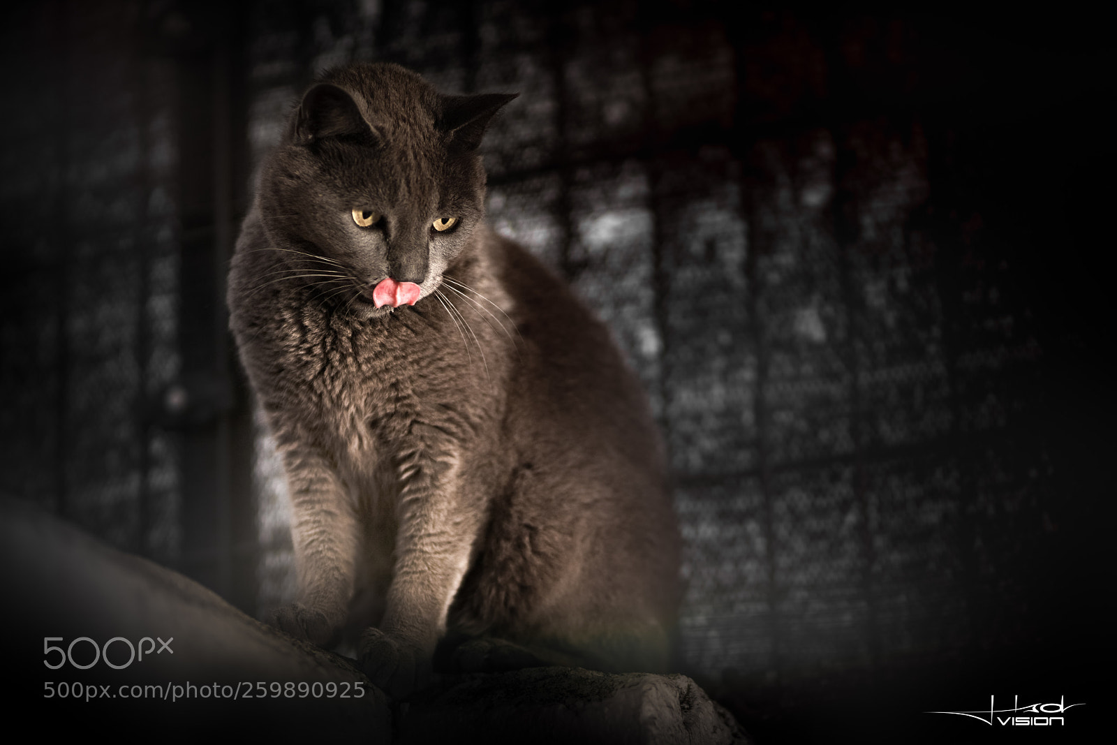 Sony a7R II sample photo. ... hungry ... photography