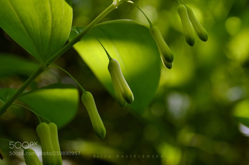 Nikon D5100 sample photo. Kokoryczka wielokwiatowa (polygonatum multiflorum) photography