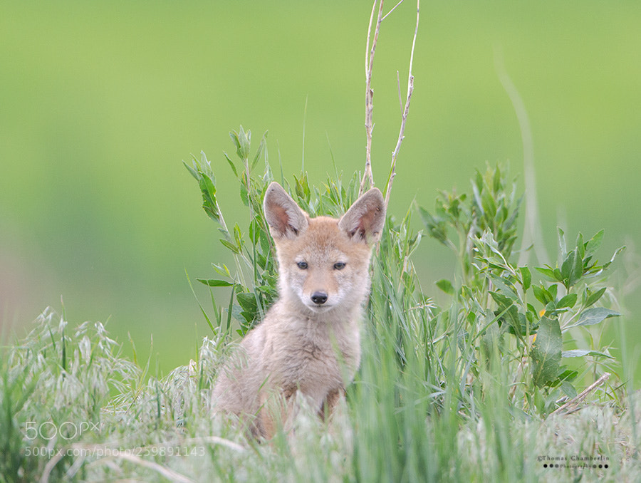 Nikon D4 sample photo. Coyote pup photography