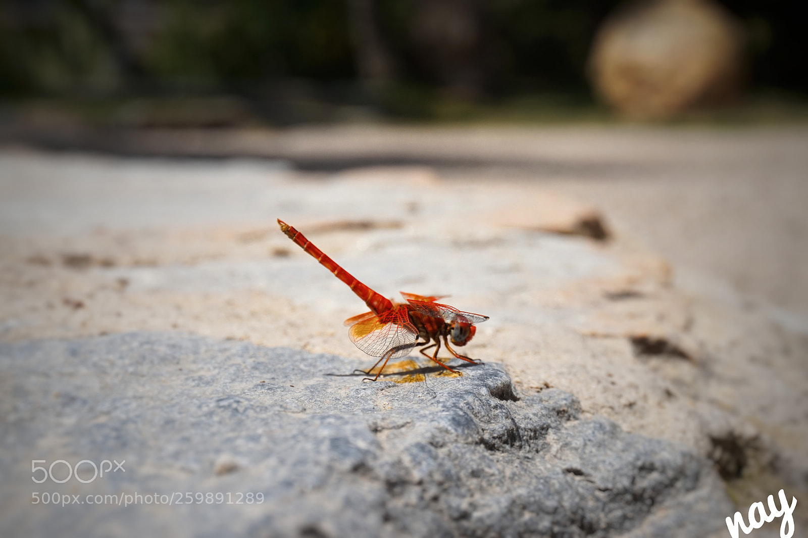 Sony Alpha a5000 (ILCE 5000) sample photo. Dragonfly photography