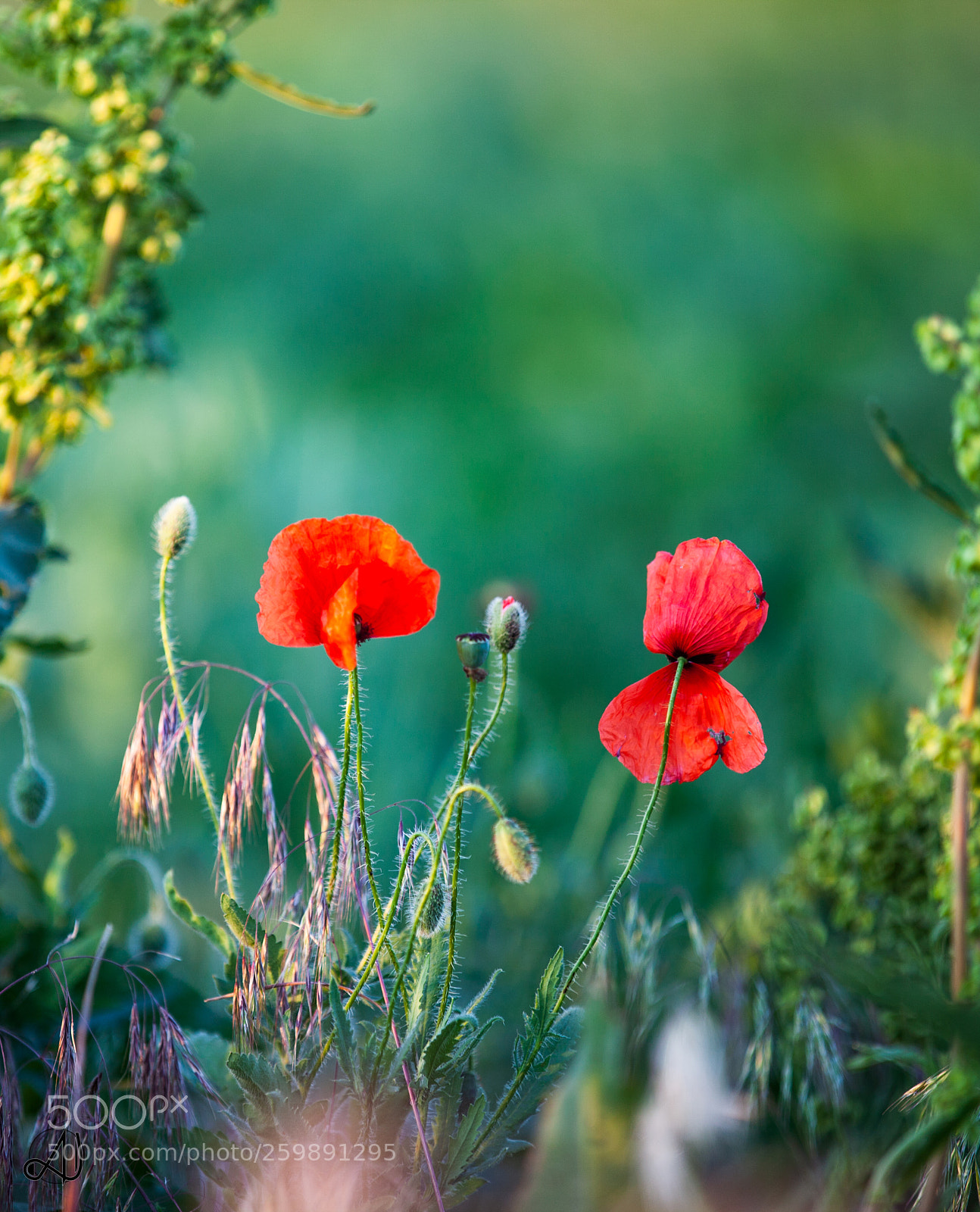 Canon EOS 5D Mark II sample photo. Poppy photography