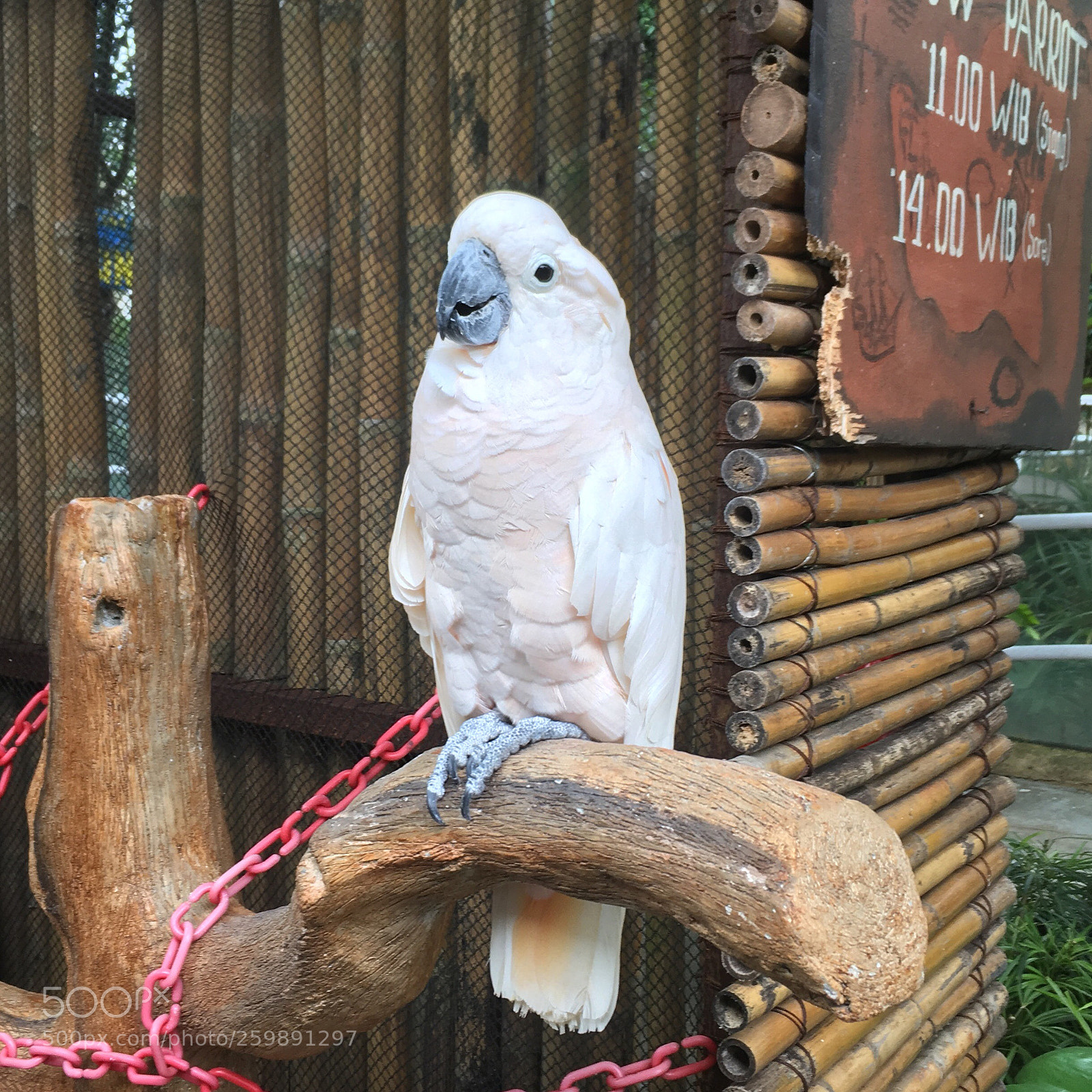 Apple iPhone SE sample photo. Parrot photography
