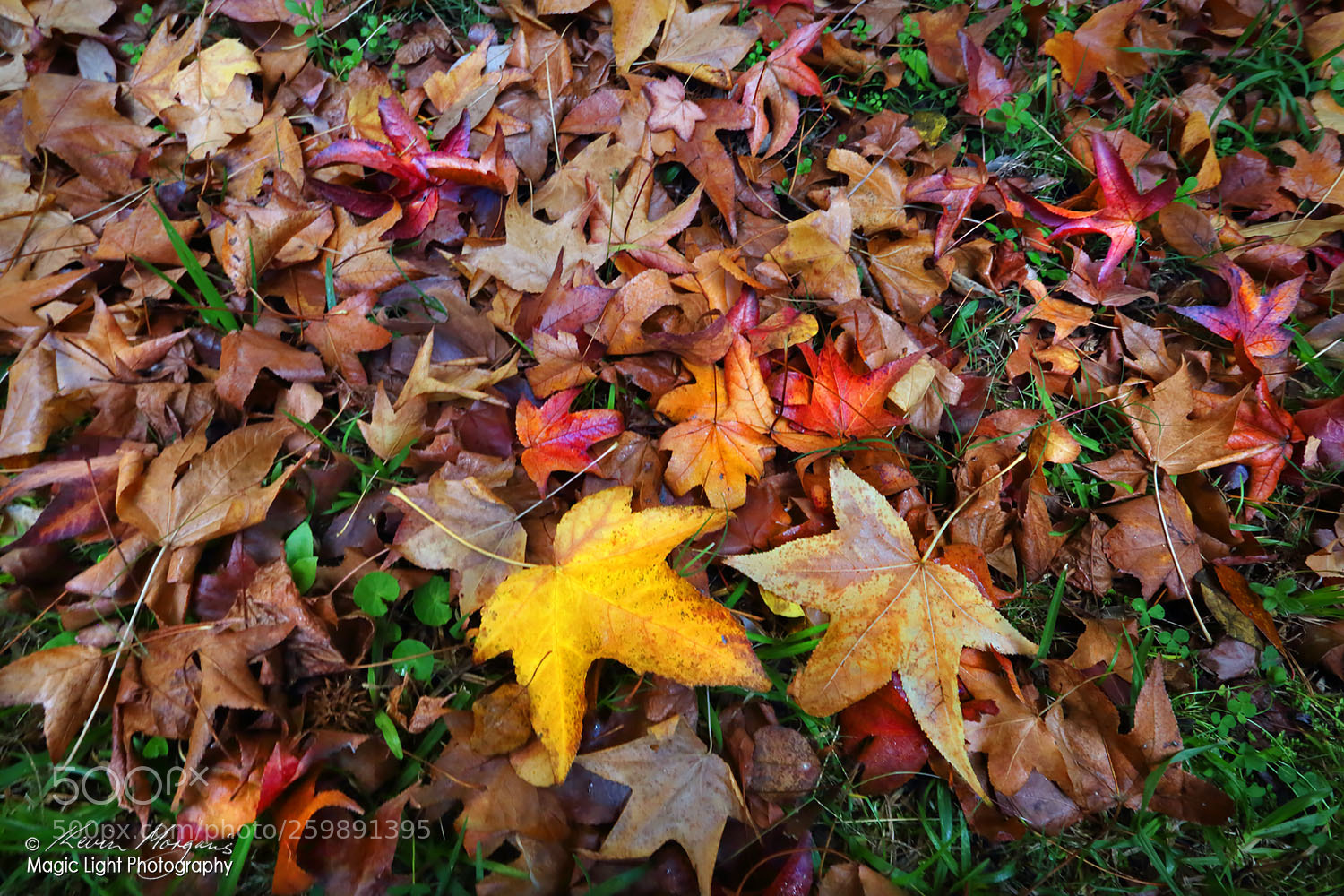 Canon EOS 6D sample photo. Matcham autumn leaves may photography