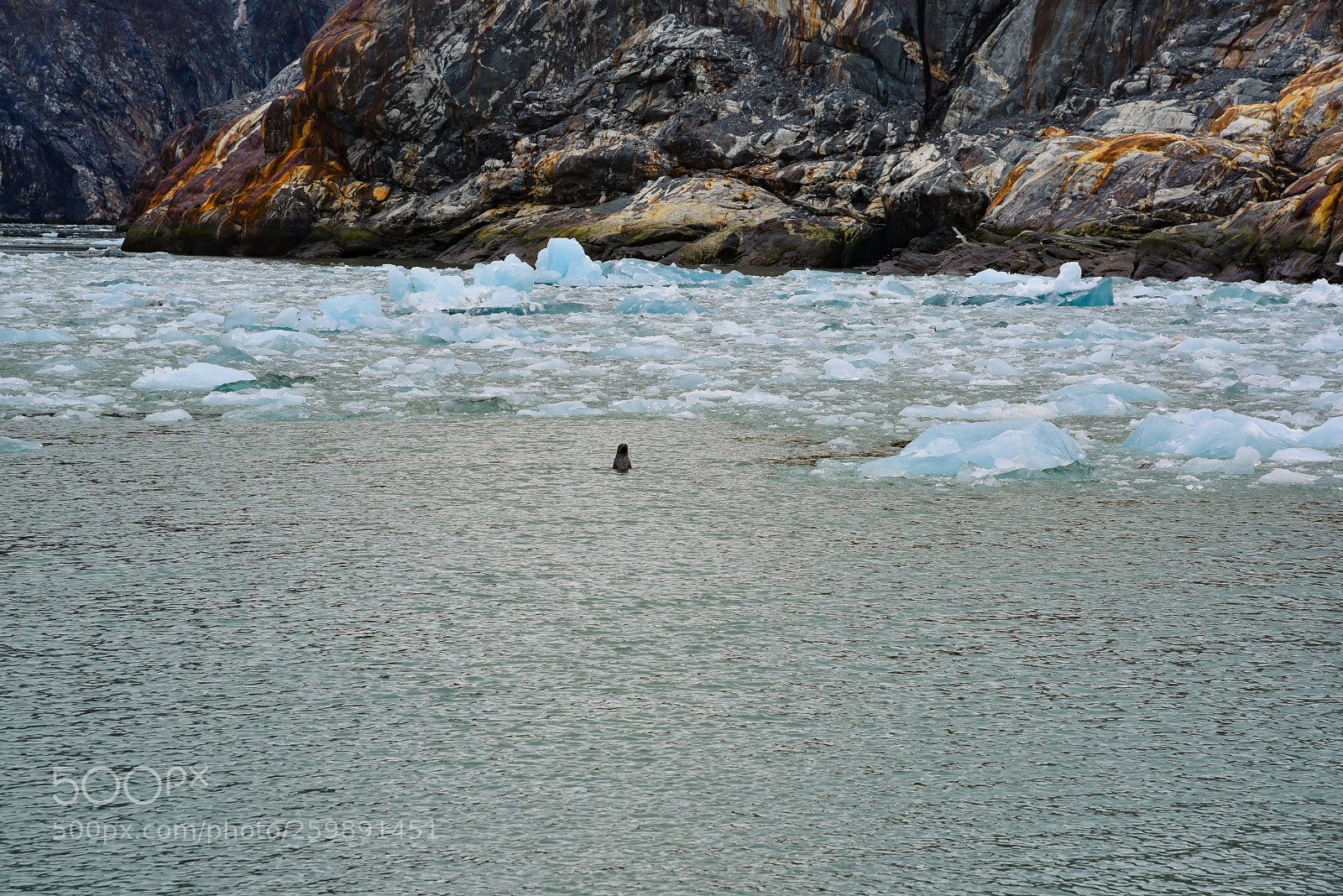 Nikon D750 sample photo. Seal pup in glacial photography