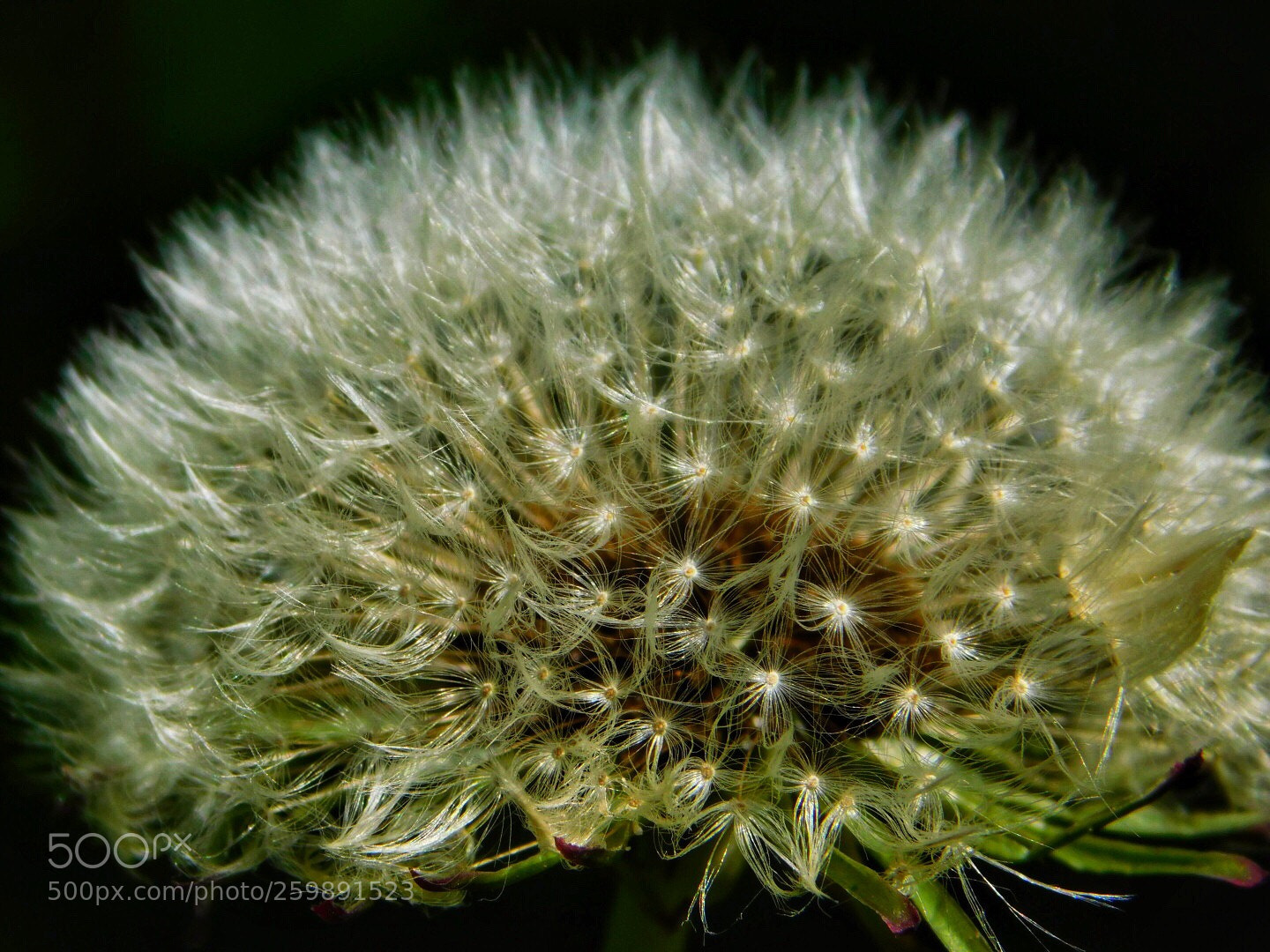 Nikon Coolpix B500 sample photo. Delicate photography