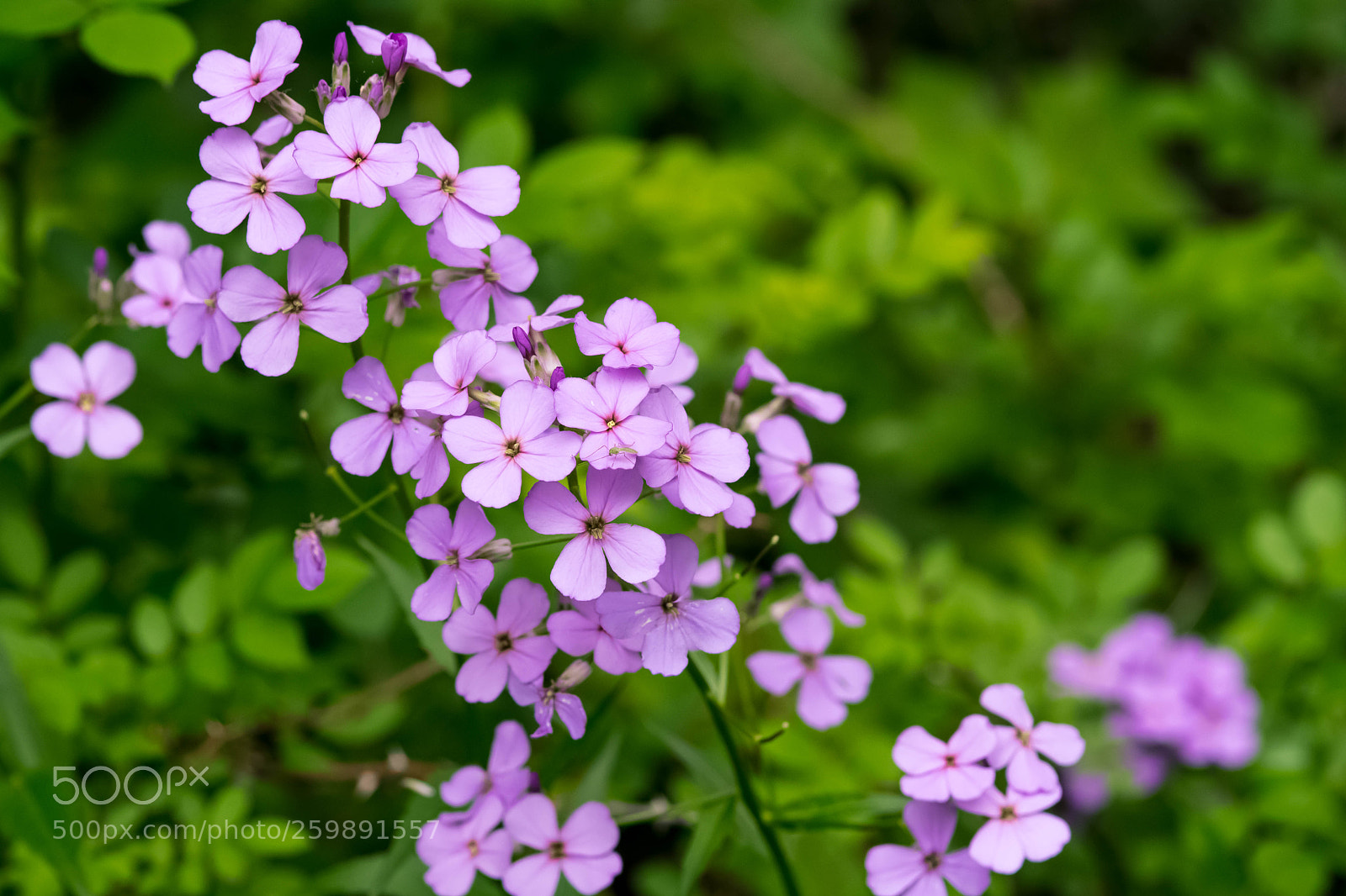 Nikon D7500 sample photo. Hesperis matronalis photography