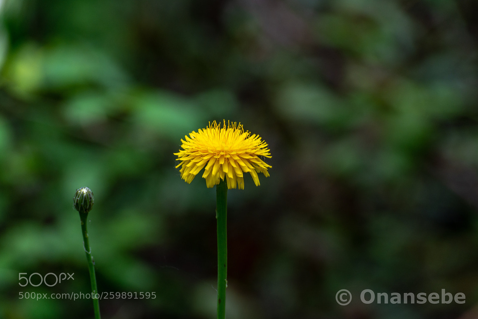 Nikon D5200 sample photo. Amarillo photography