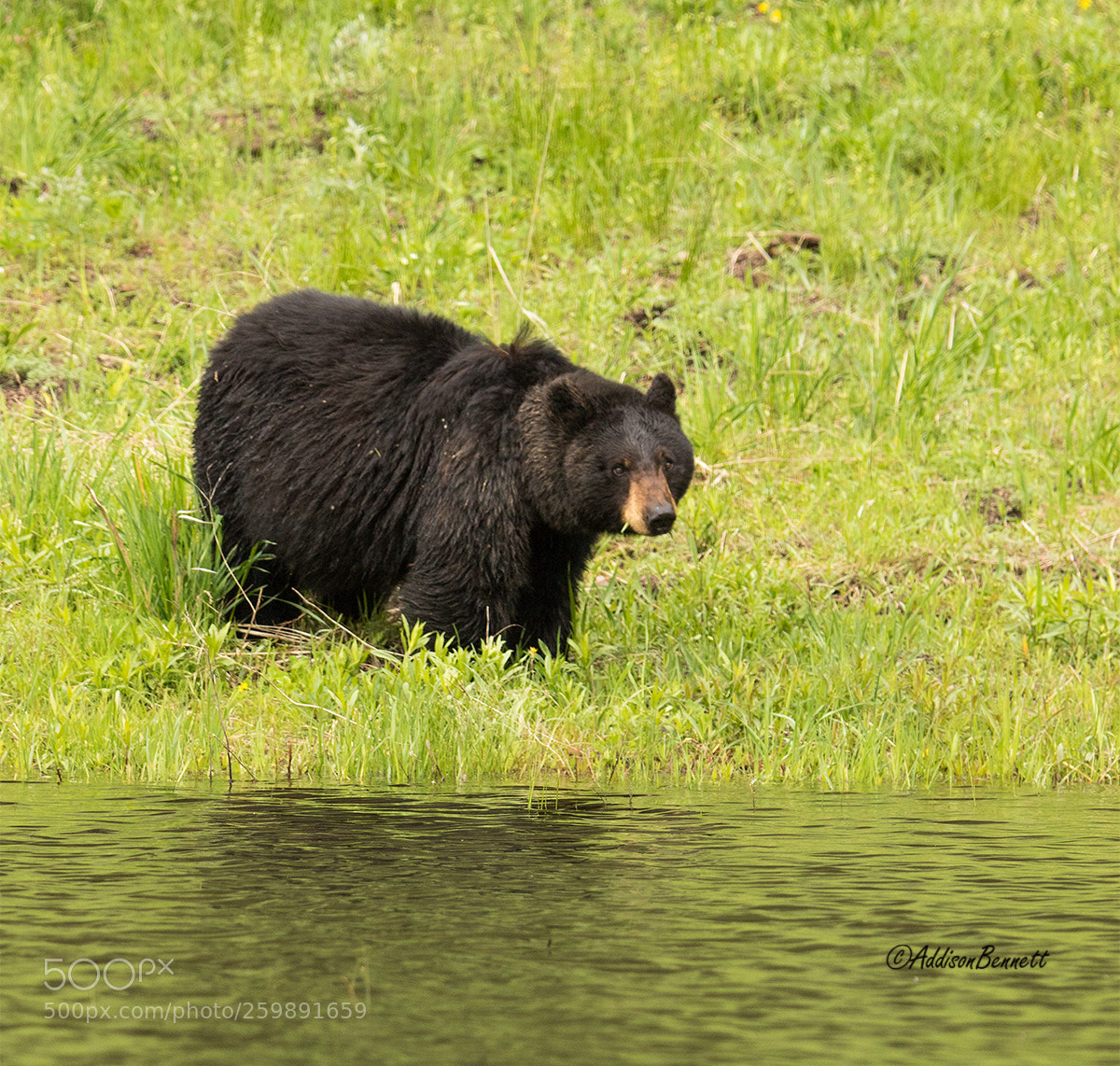 Canon EOS 7D Mark II sample photo. Black bear c photography