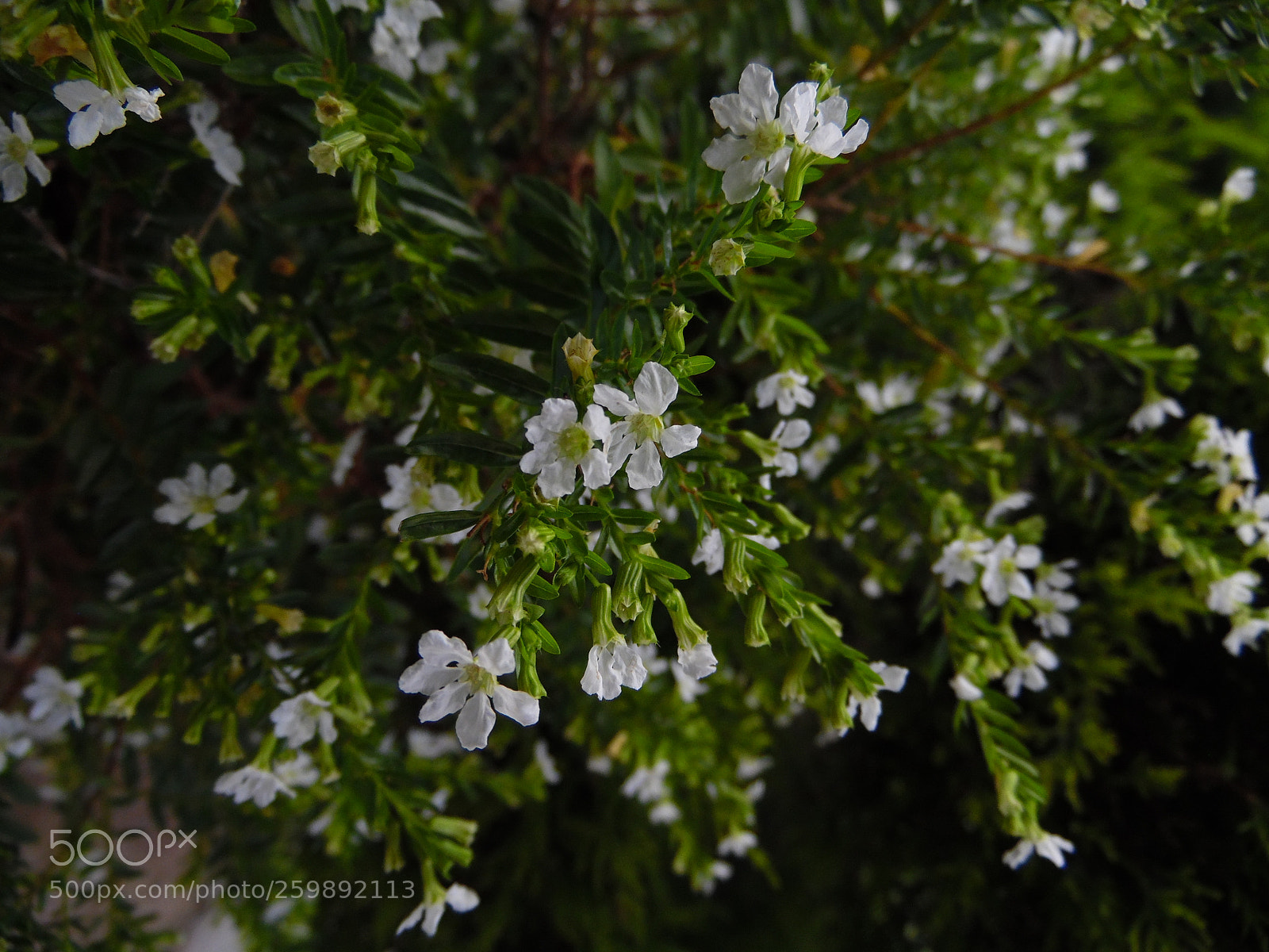 Samsung WB1100F/WB1101F/WB1102F sample photo. "naturaleza interna" photography