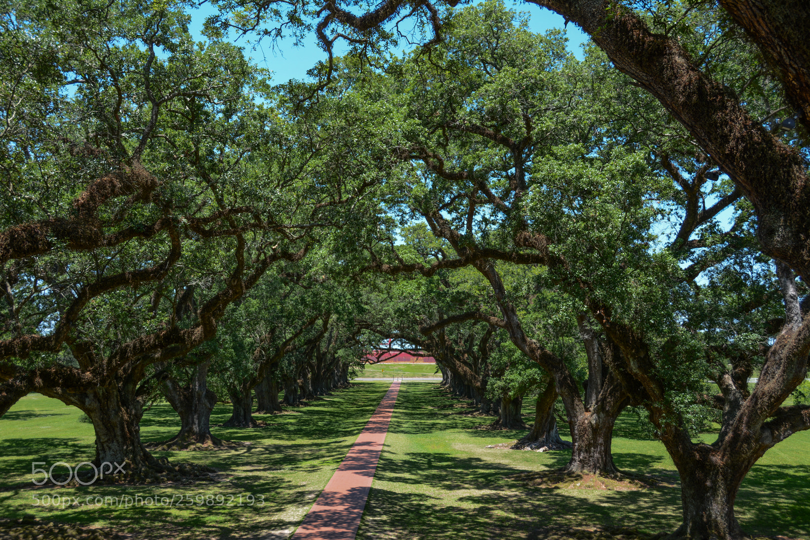 Nikon D7100 sample photo. Oak ally plantation oak photography