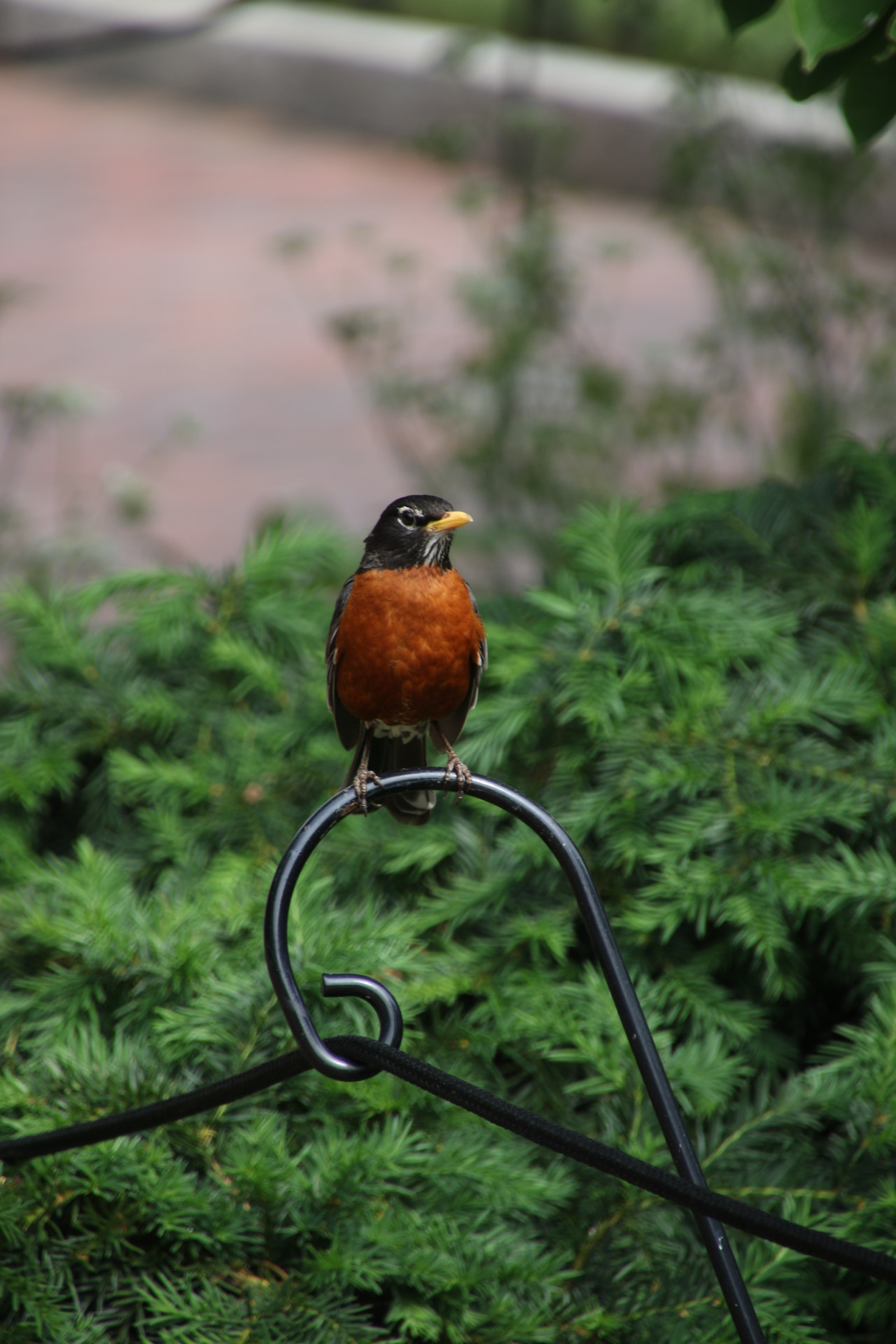 Canon EOS 7D Mark II sample photo. Robin at korean war memorial photography