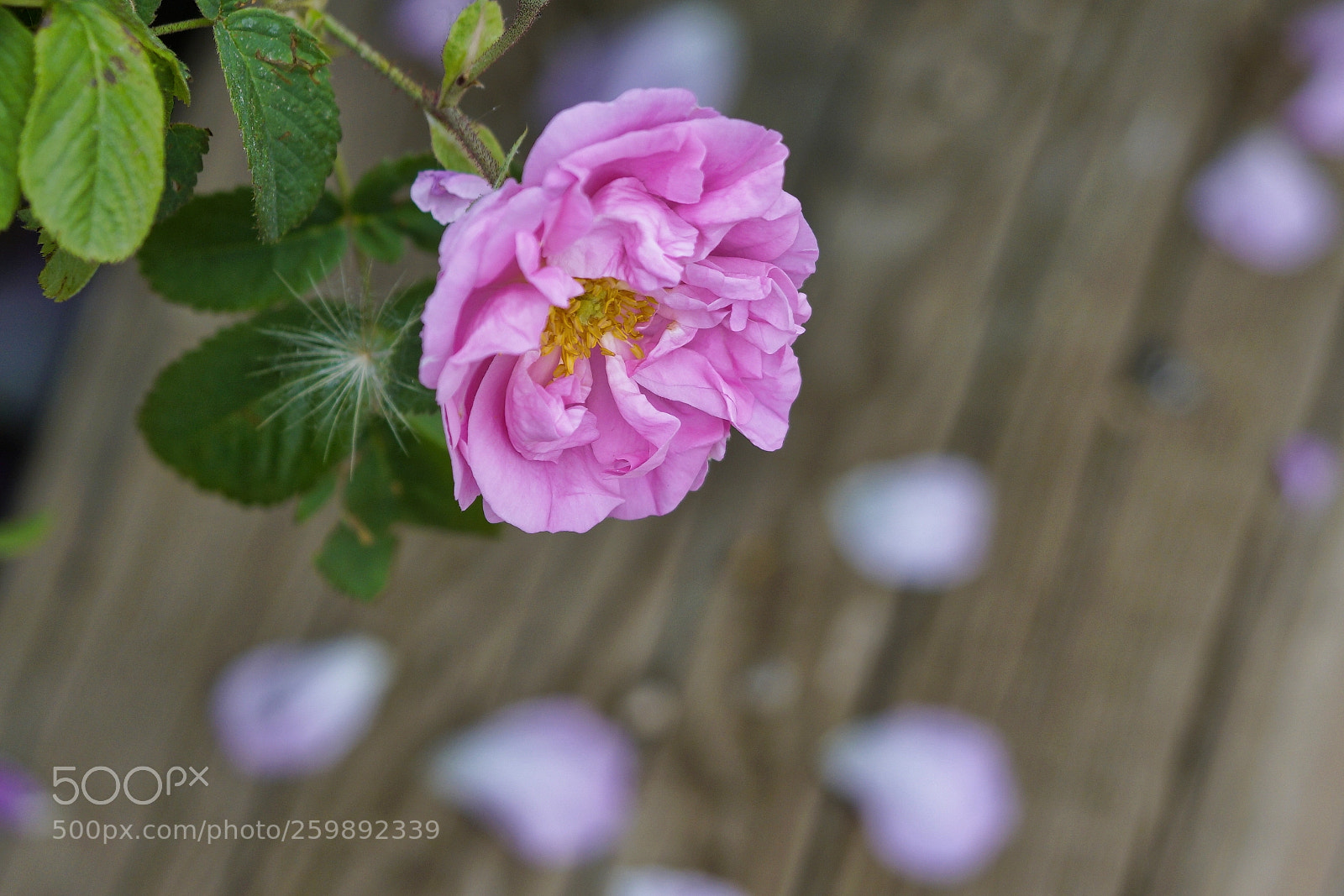 Sony a7R II sample photo. Beauty of nature photography
