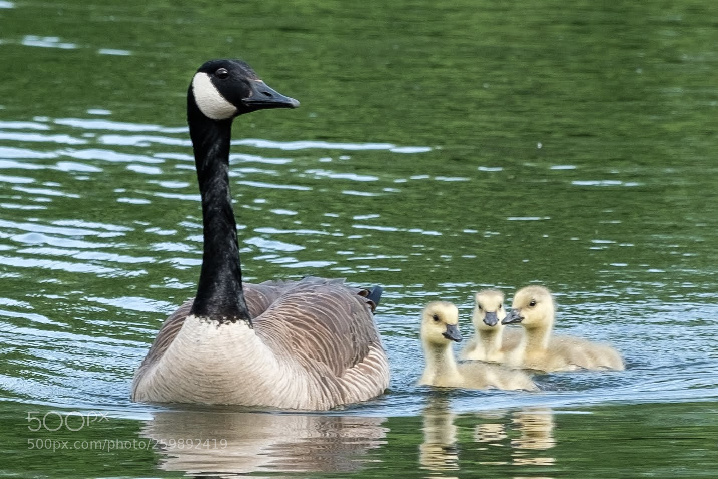 Fujifilm X-T2 sample photo. Mommy goose and her photography