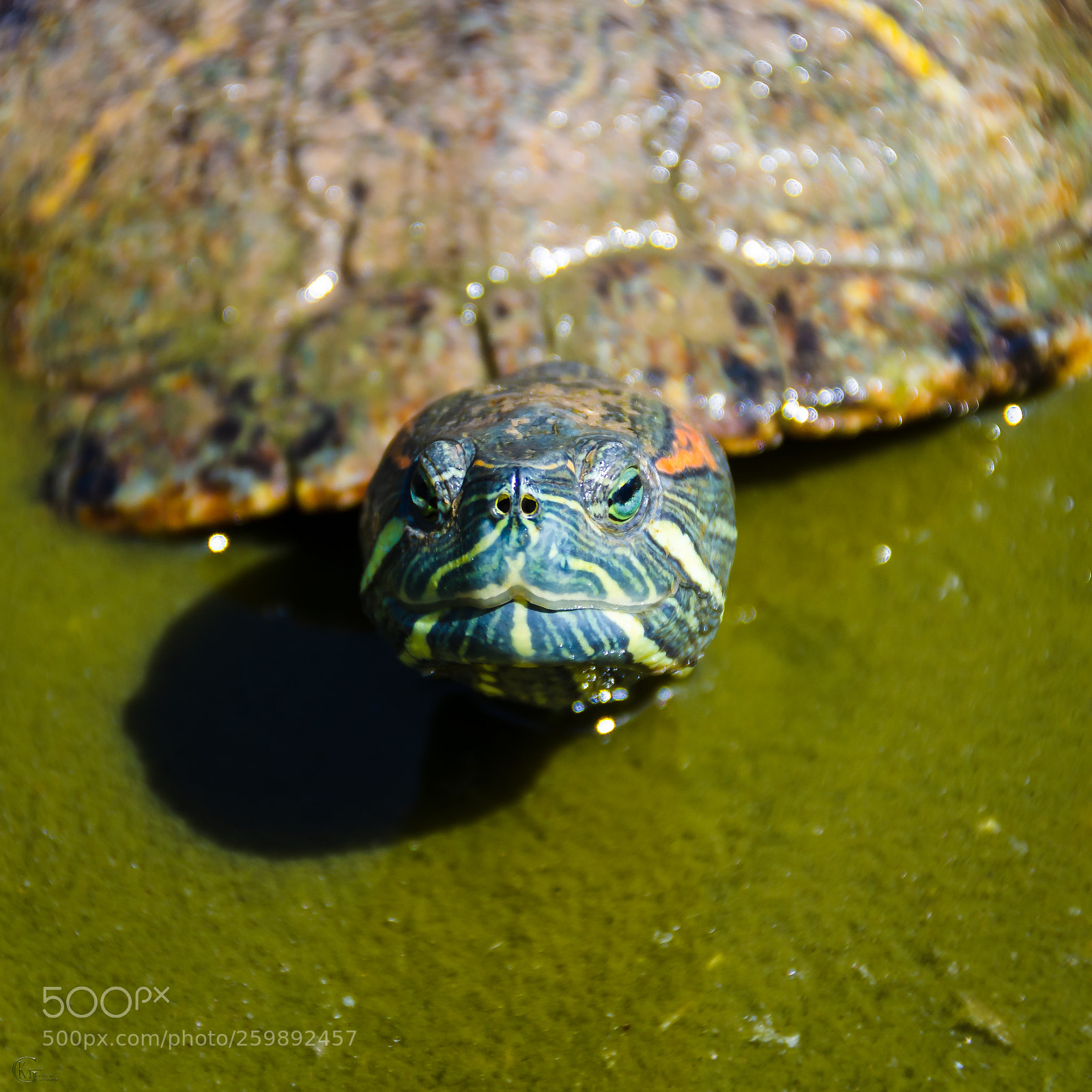 Nikon D7000 sample photo. Red-eared slider in pond photography
