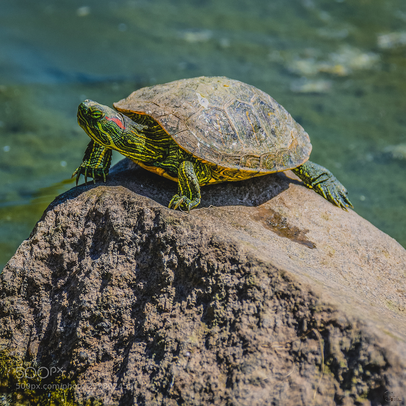 Nikon D7000 sample photo. Red-eared slider on a photography