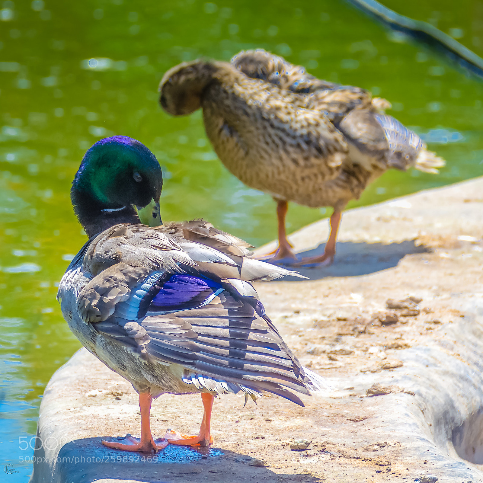 Nikon D7000 sample photo. Mallard couple photography