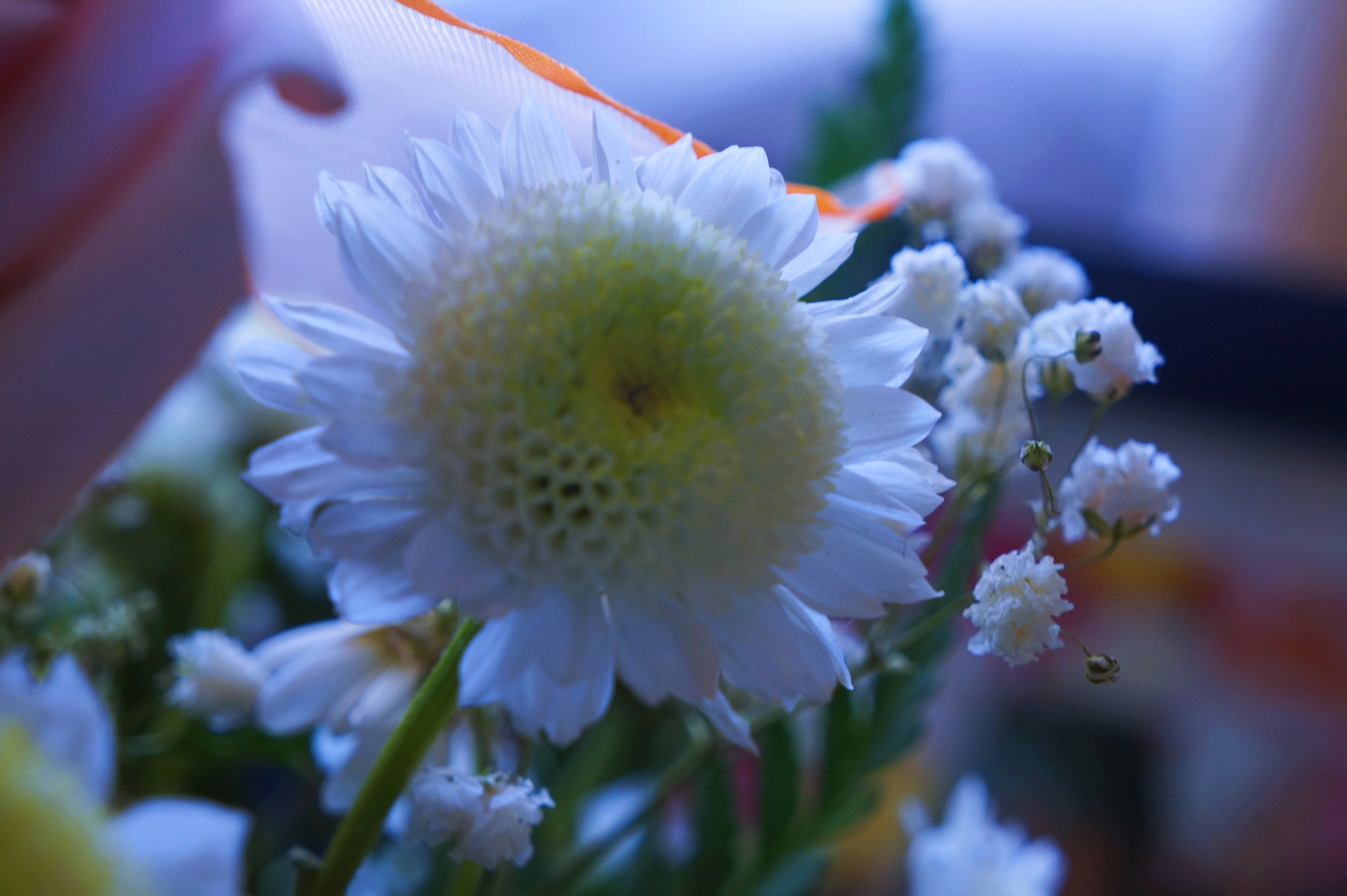 Sony E 18-55mm F3.5-5.6 OSS sample photo. Floral photography