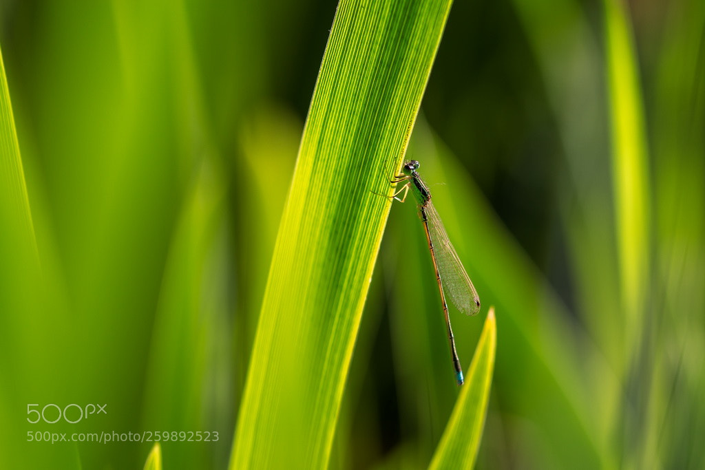 Canon EOS 70D sample photo. Life photography