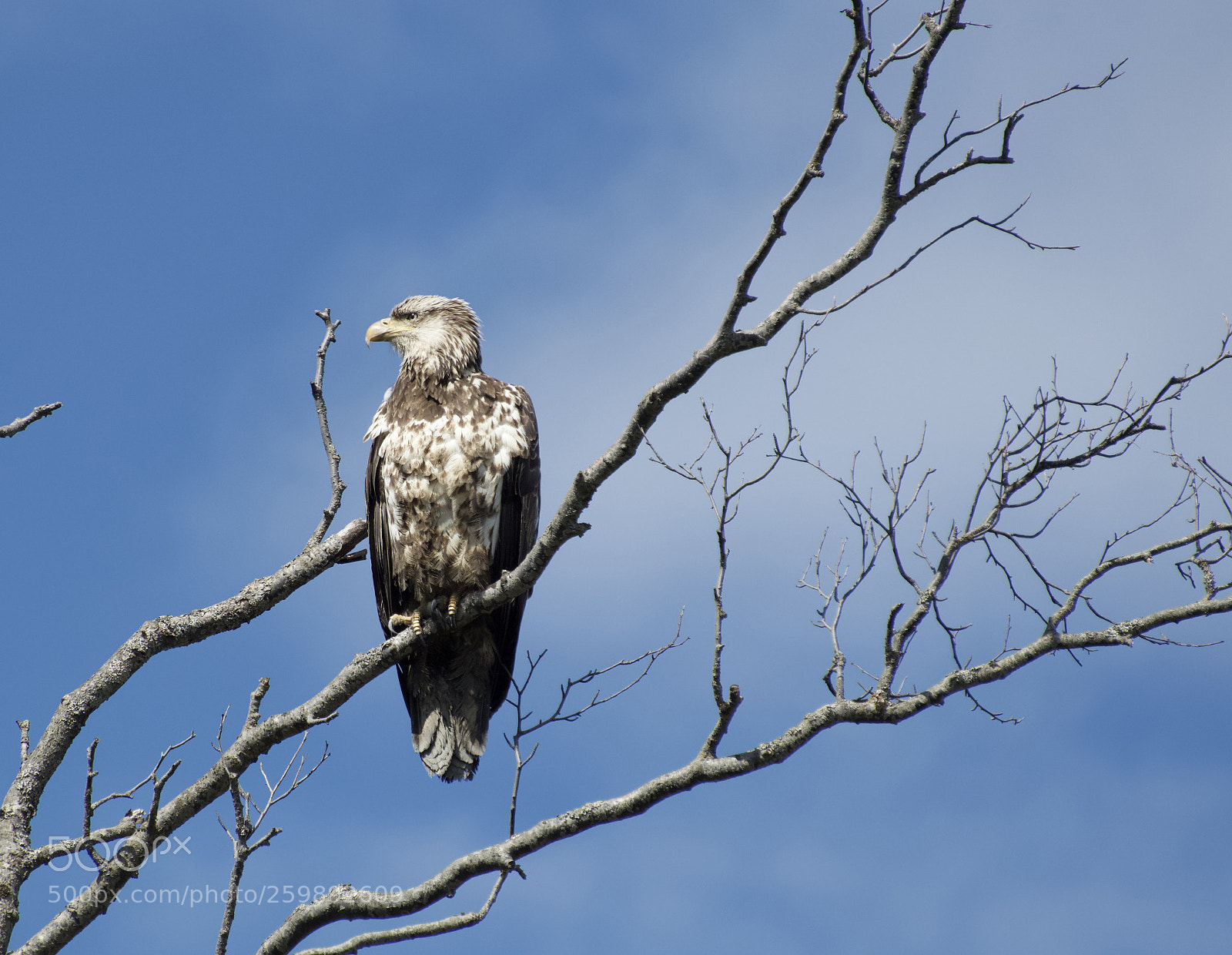 Nikon D3200 sample photo. Juvenile bald eagle photography