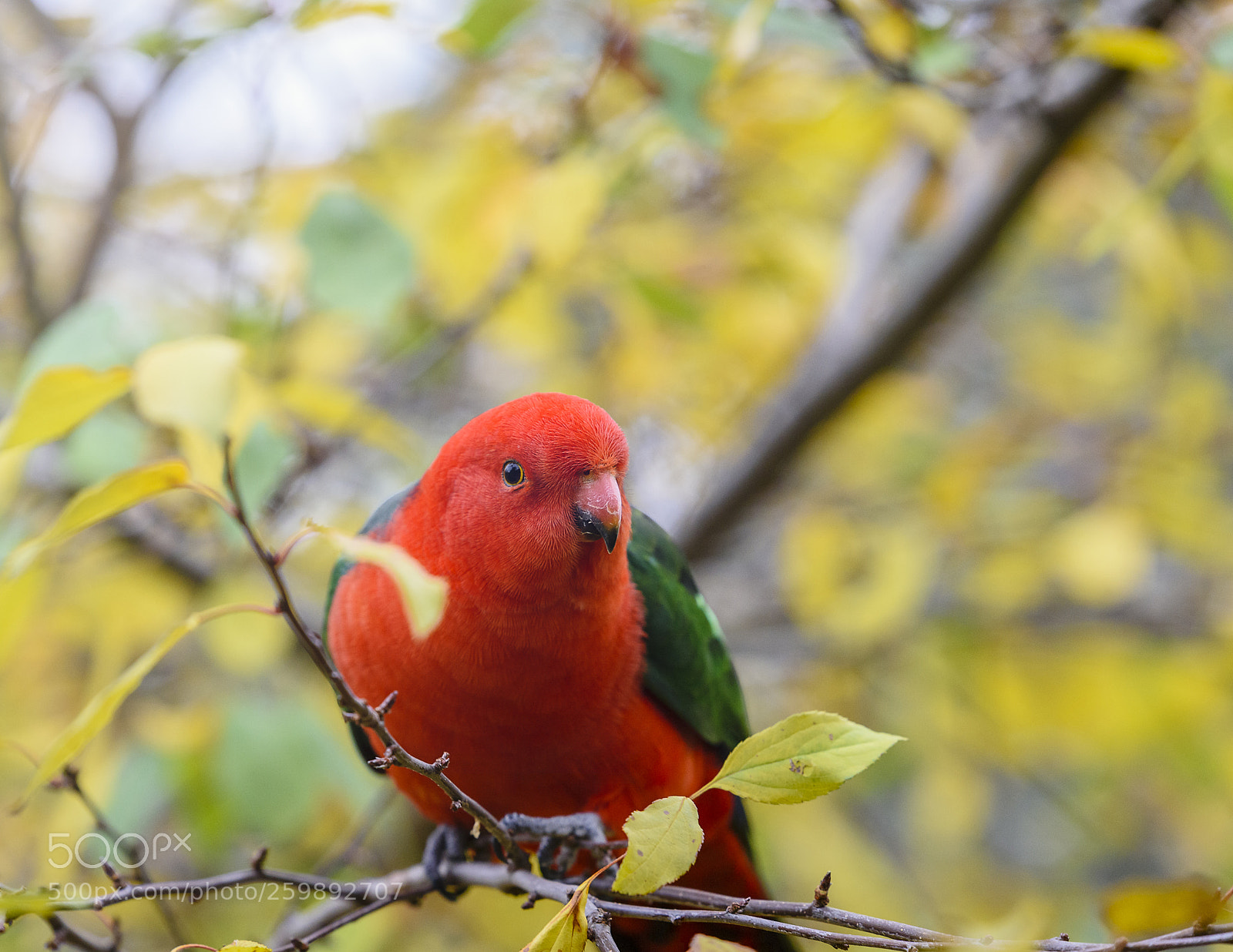 Nikon D810 sample photo. King parrot! photography