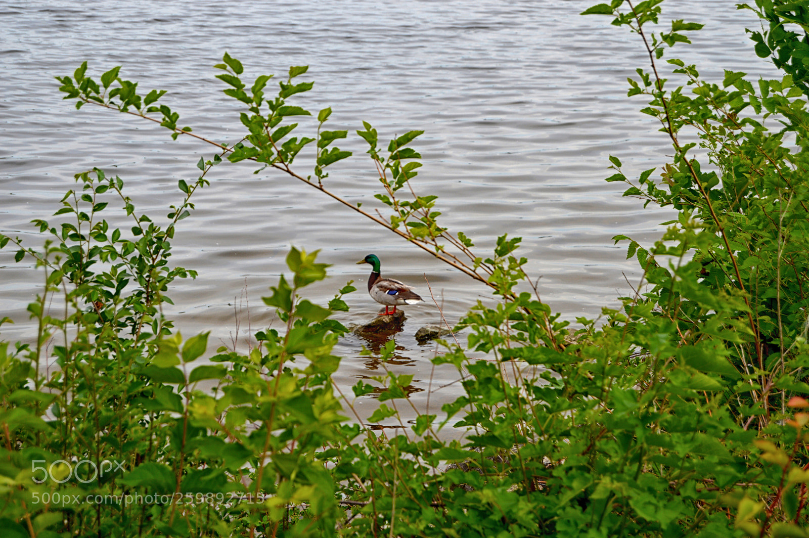 Nikon D3200 sample photo. Duck rock water photography