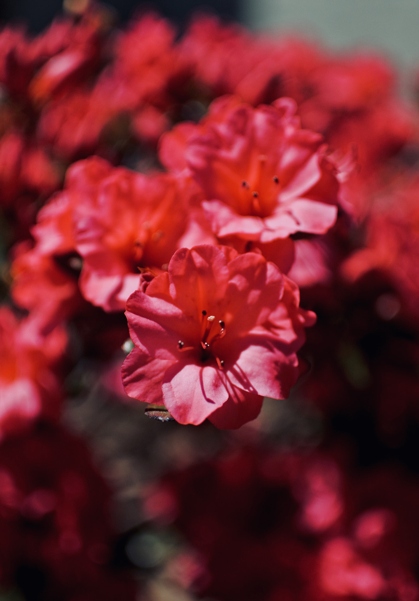 Nikon 1 J5 sample photo. Red flowers photography