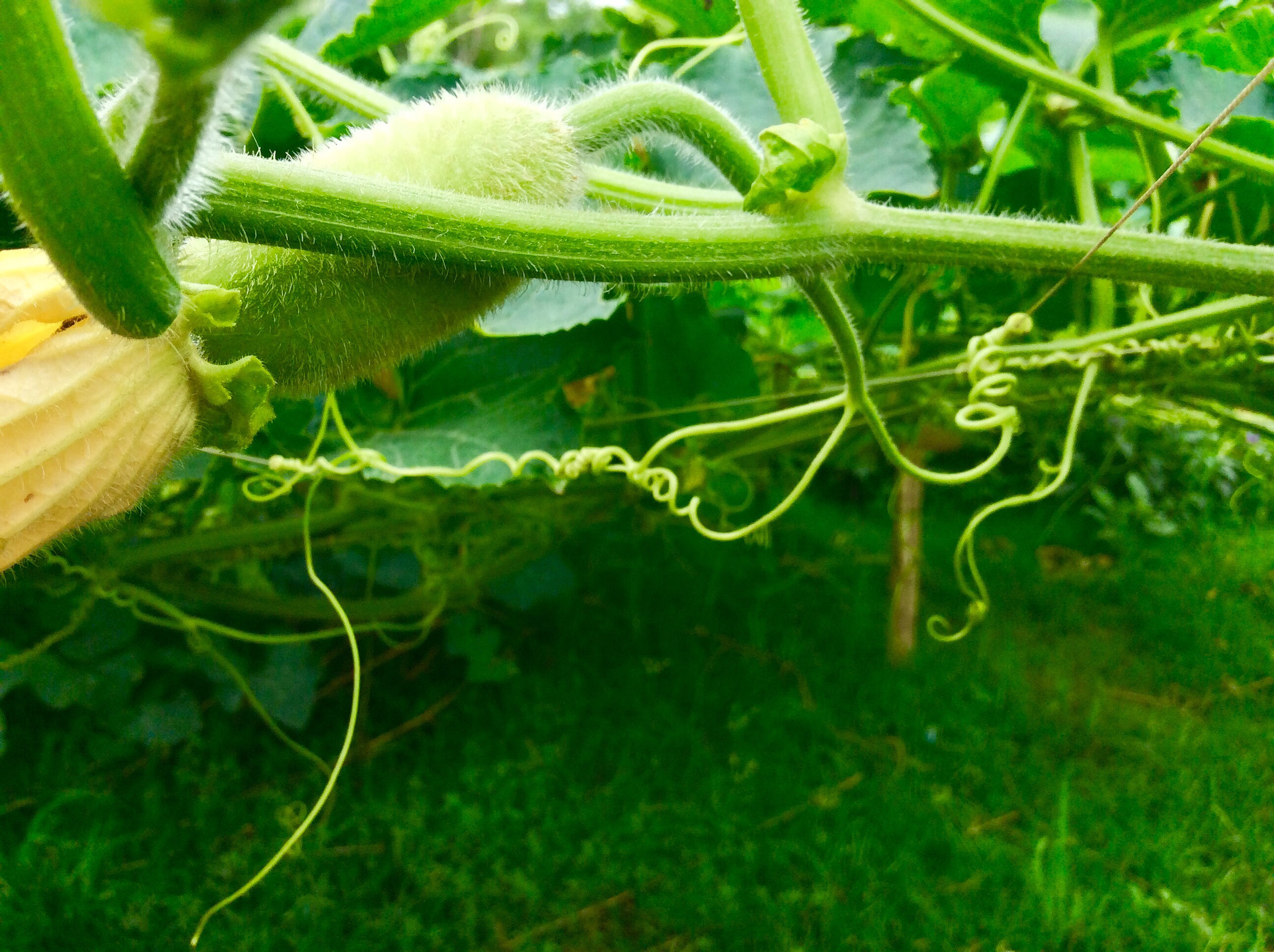 Apple iPad mini 2 sample photo. Gourd  flower  photography