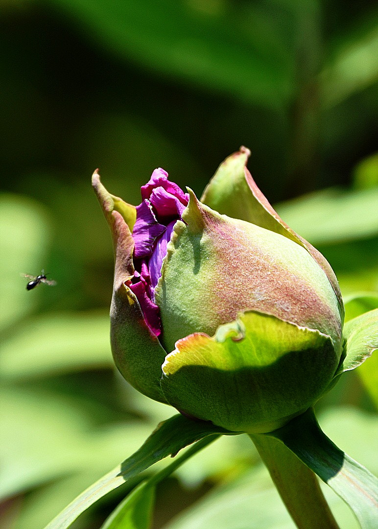 Nikon D7200 sample photo. Waiting the best time-a bug fly photography