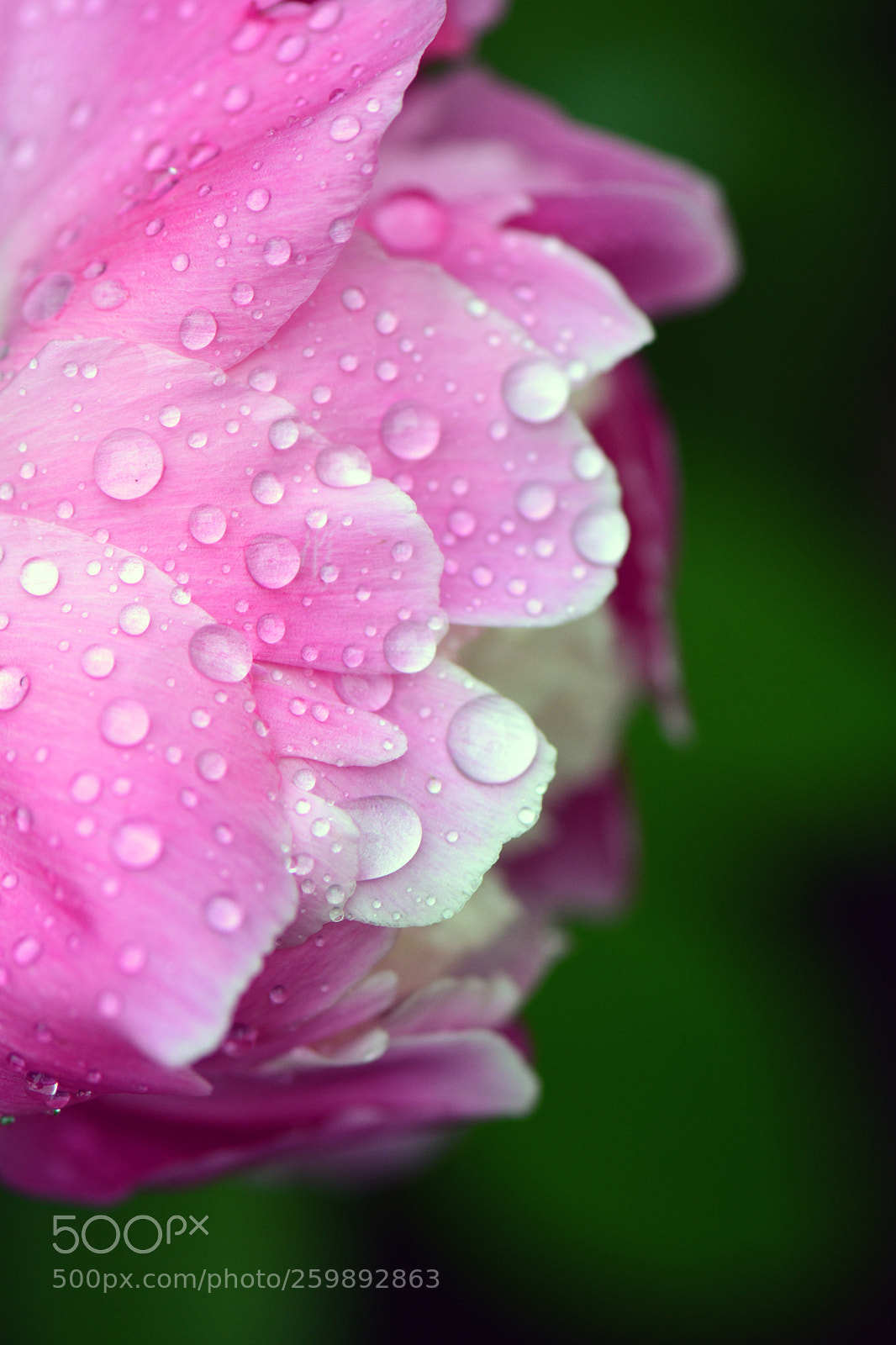 Nikon D7200 sample photo. Rain drenched peony photography