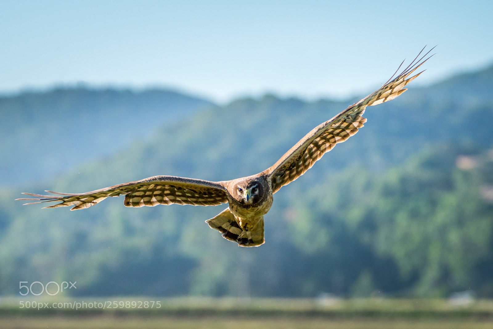 Sony a7R III sample photo. Northern harrier flies at photography