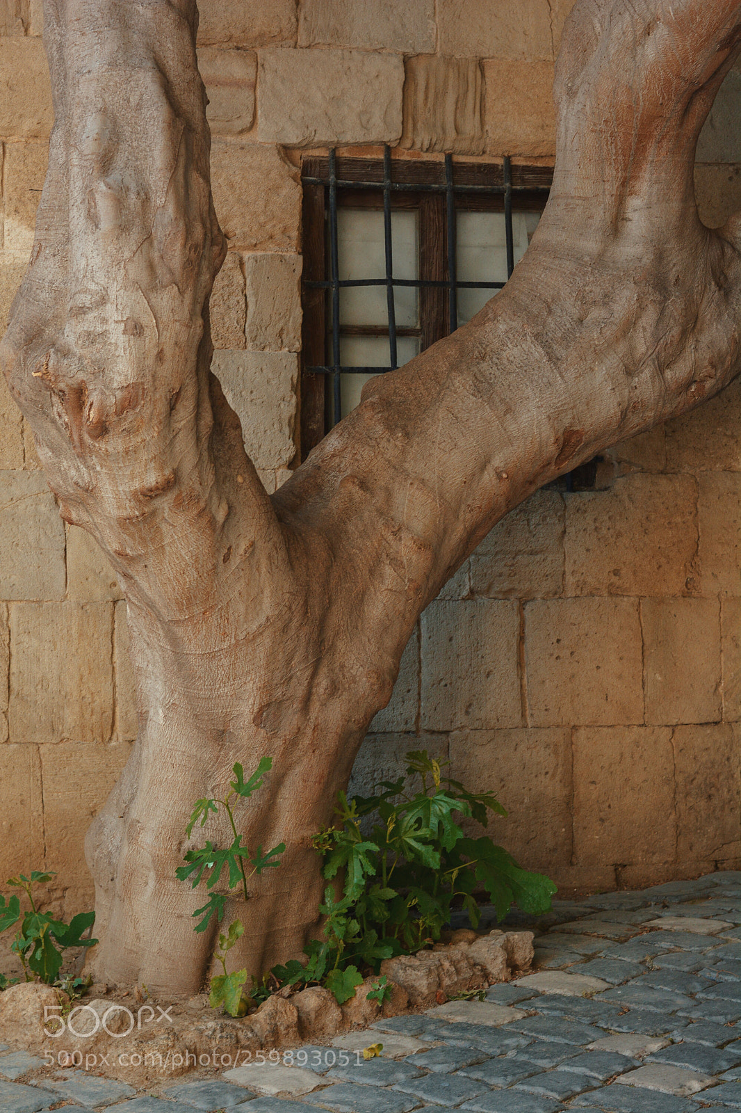Nikon D7100 sample photo. Untitled photography