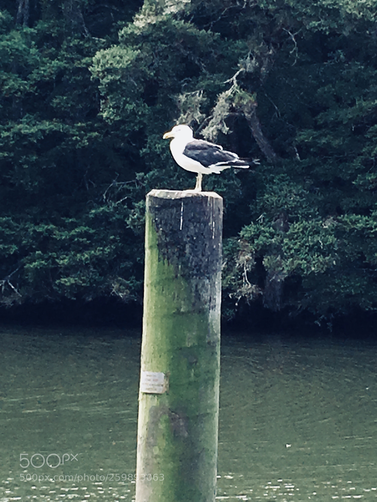Apple iPhone 6s Plus sample photo. Hangin out  photography