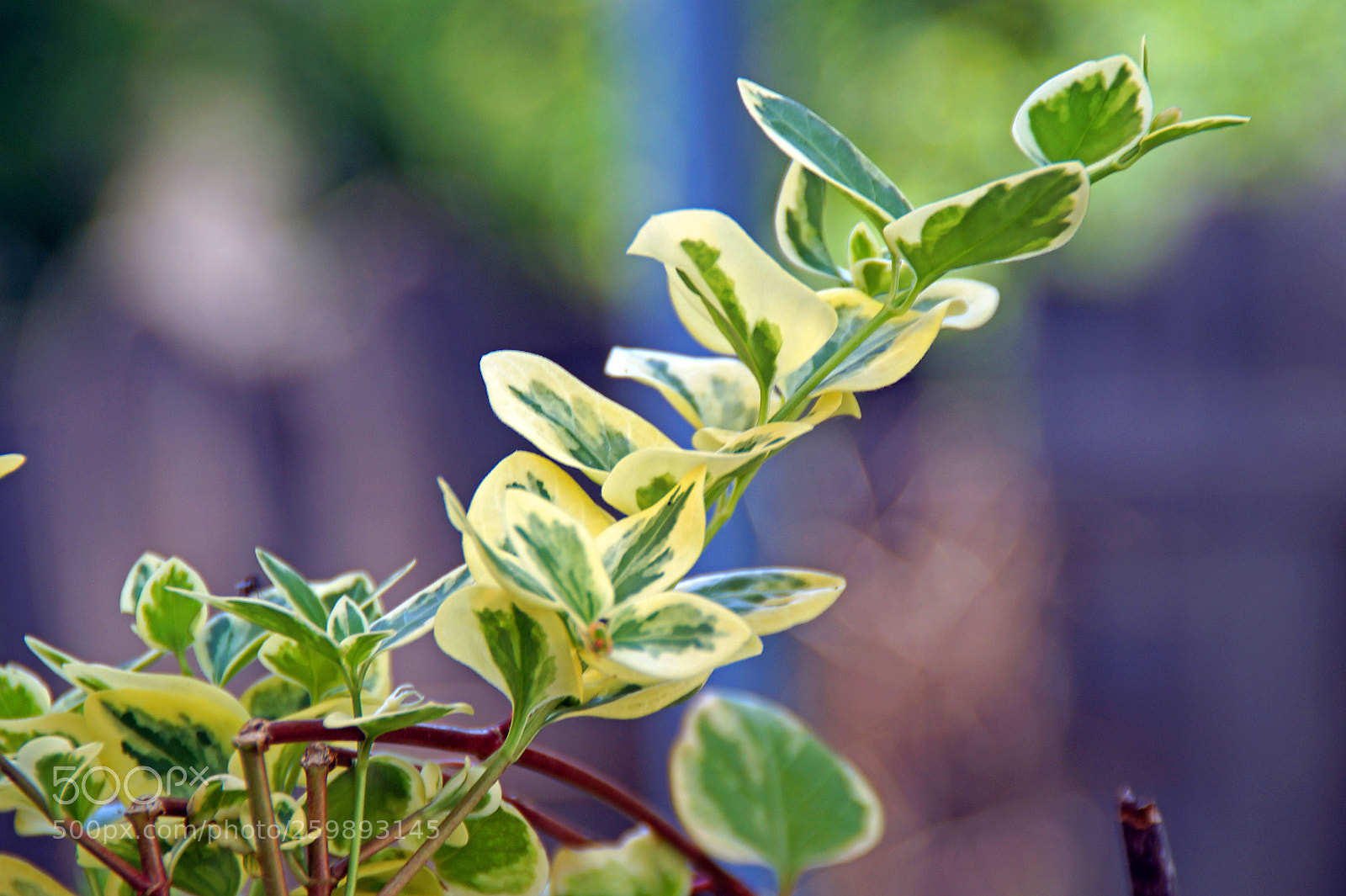Sony SLT-A58 sample photo. Botanical beauty photography