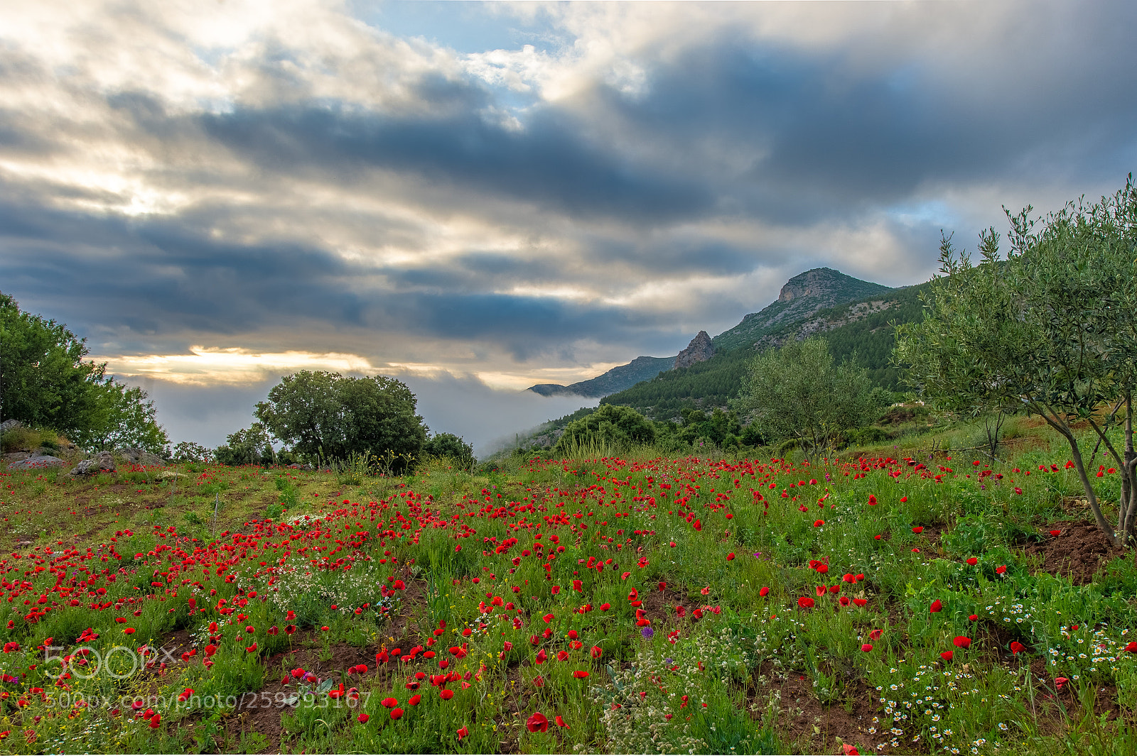 Nikon D4 sample photo. Landscape morocco photography