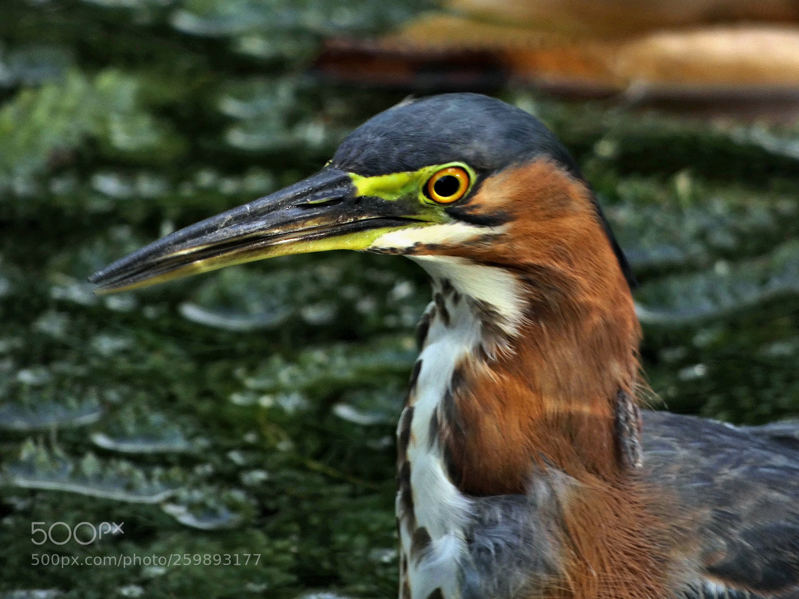 Panasonic Lumix DC-FZ80 (Lumix DC-FZ82) sample photo. Green herron face details photography