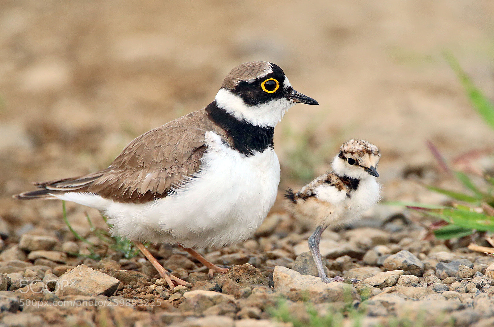 Canon EOS-1D X sample photo. Little ringed plover photography