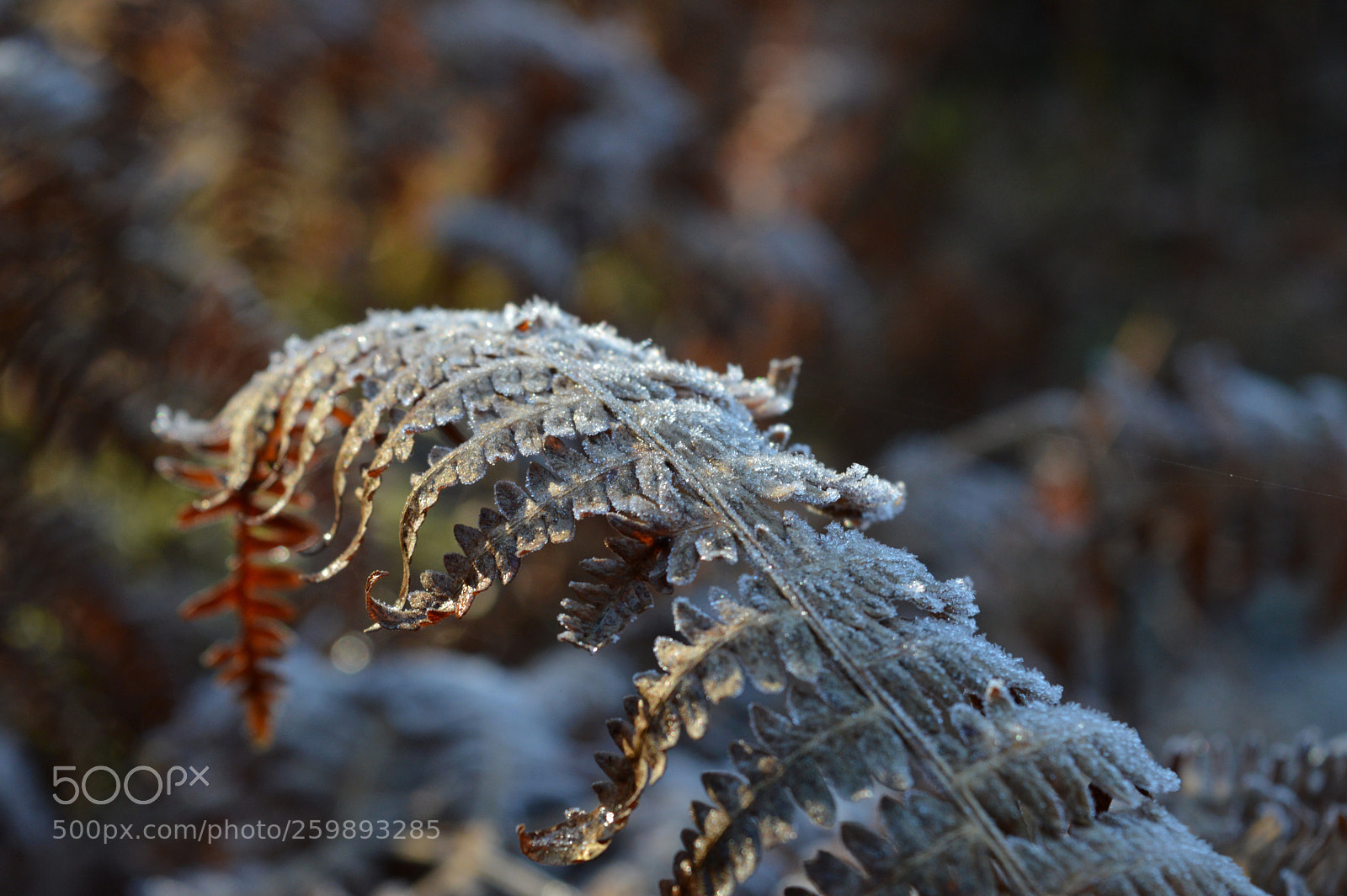 Nikon D3200 sample photo. Frozen photography