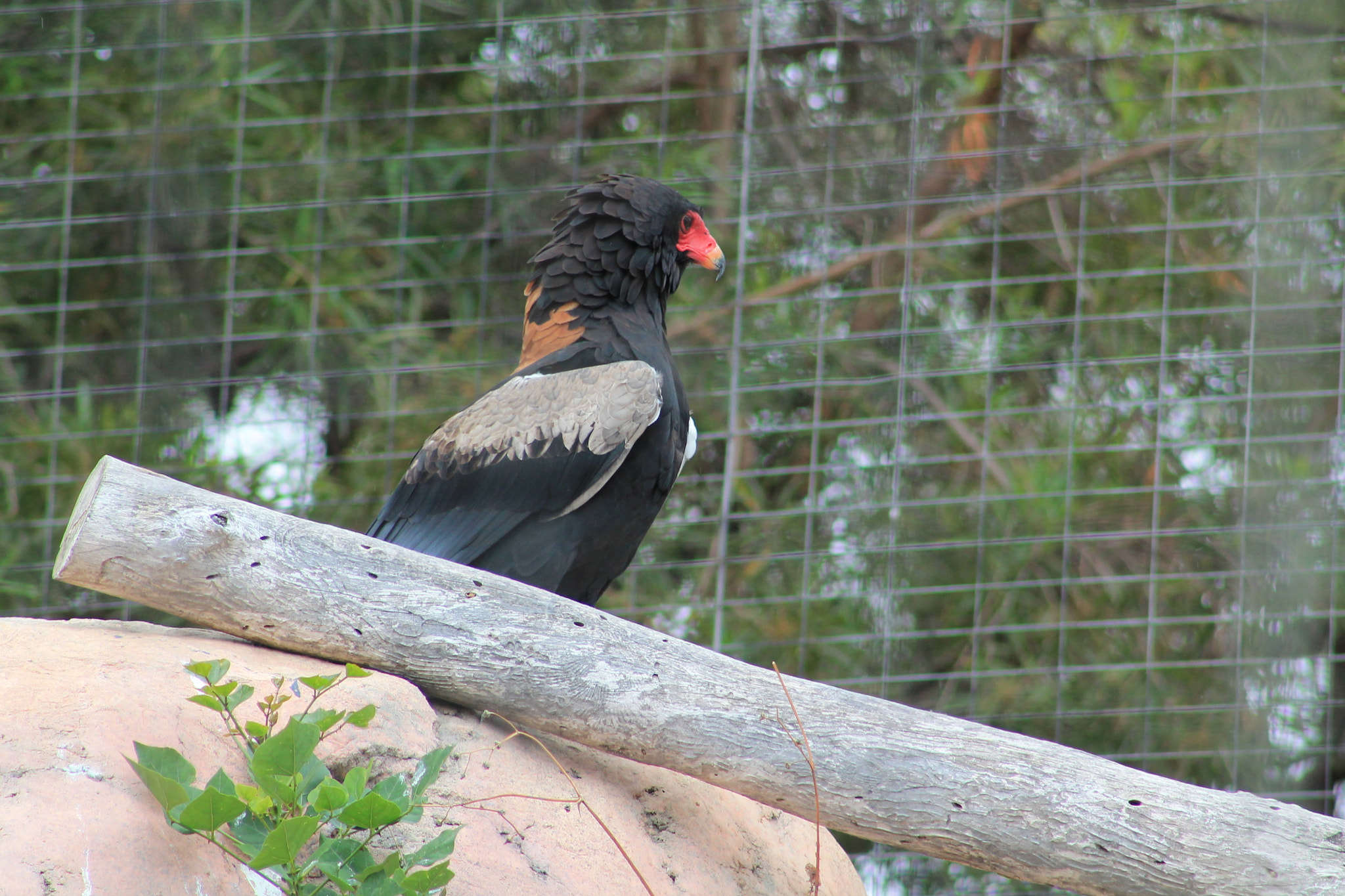 Canon EF 75-300mm f/4-5.6 sample photo. Img photography